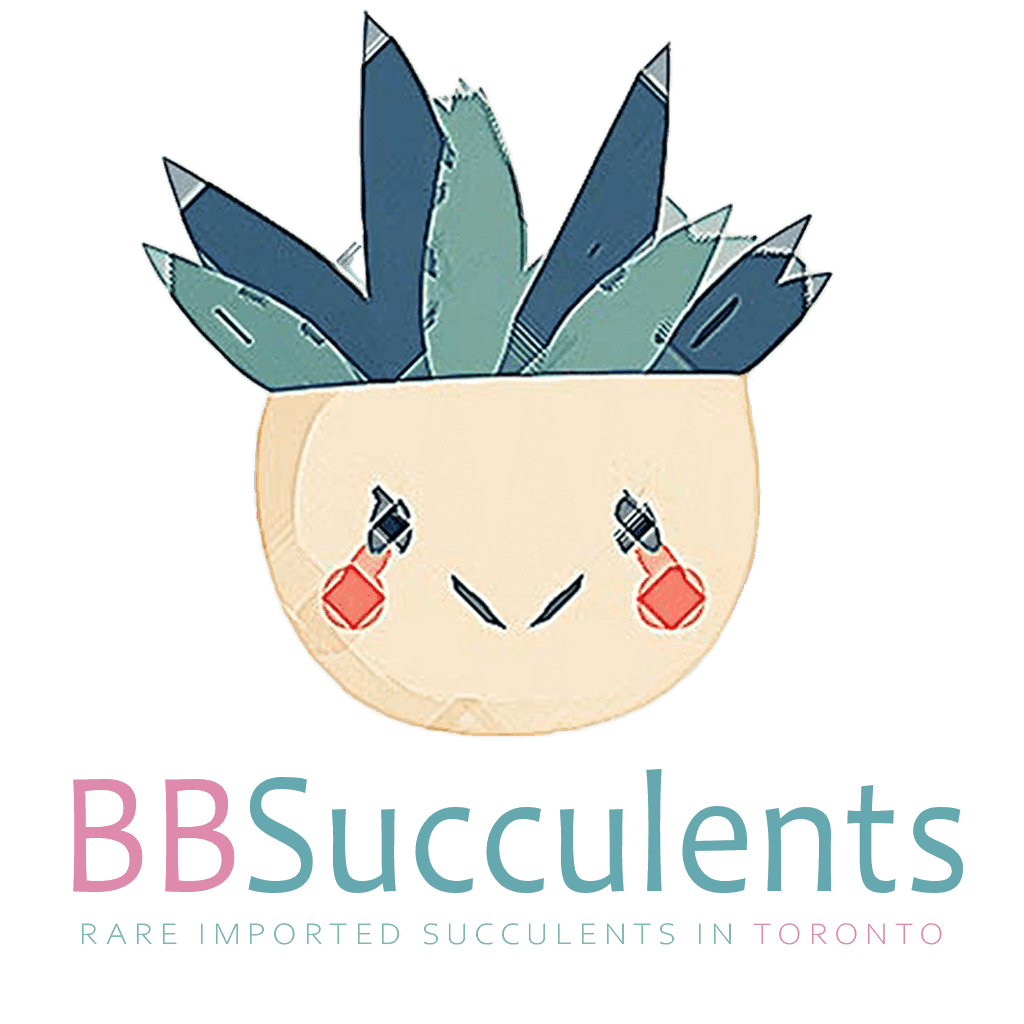 BBSucculents Brand Story
