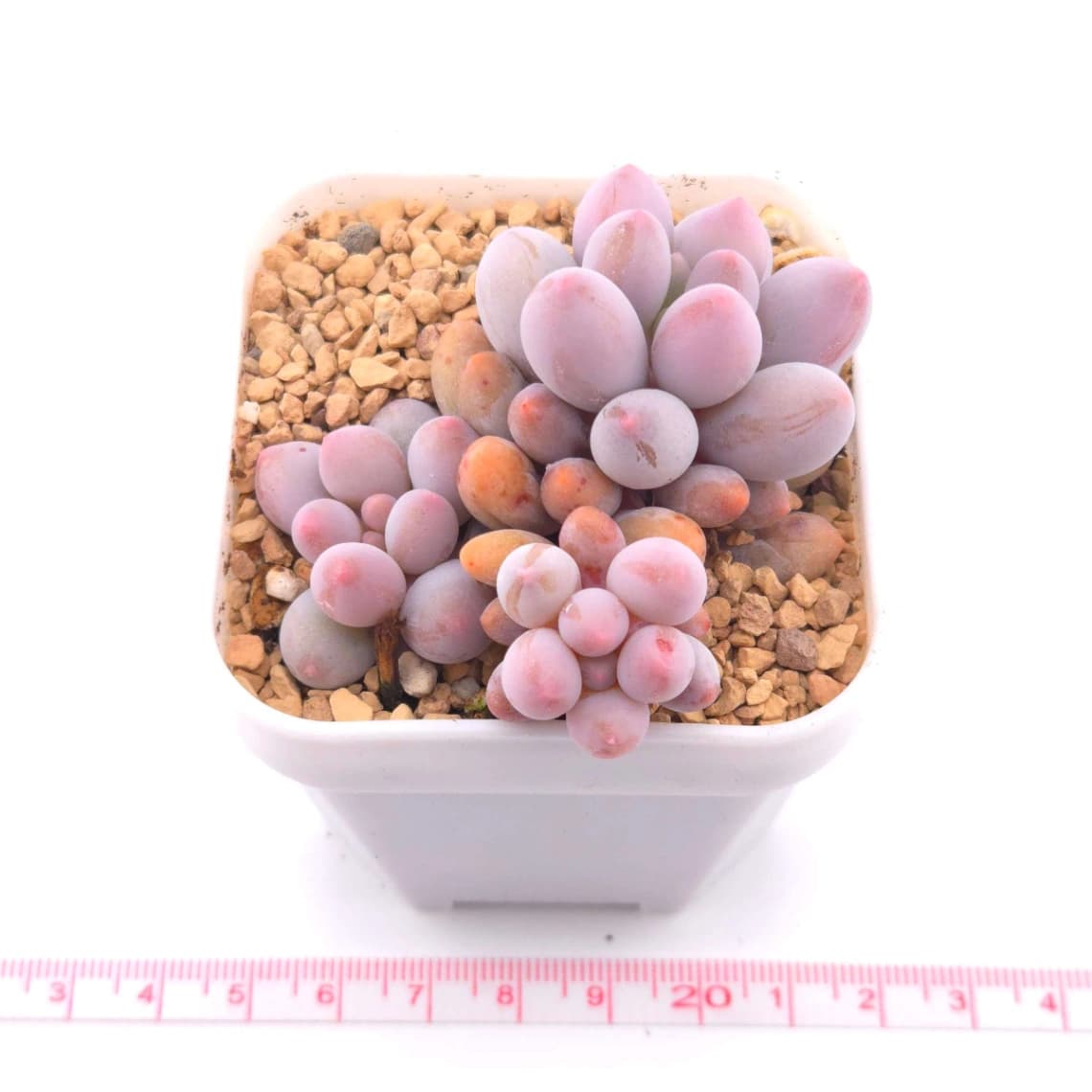 Pachyphytum ‘Machucae’ (Baby Finger) | 嬰兒手指 - View 1
