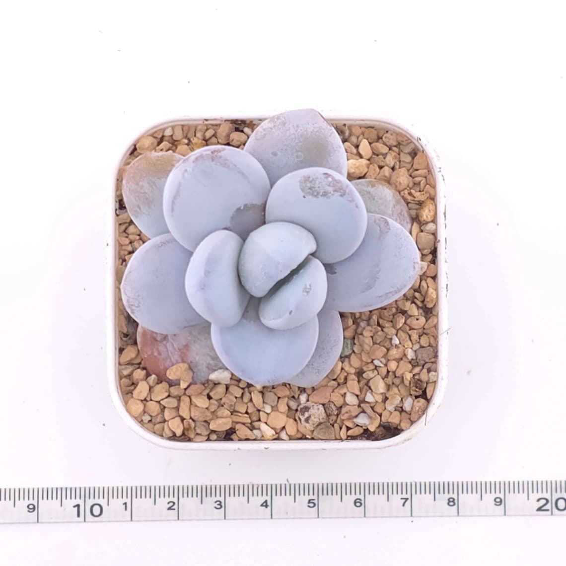 Pachyphytum ‘Cuicatecanum’ | 雪美人 - View 1