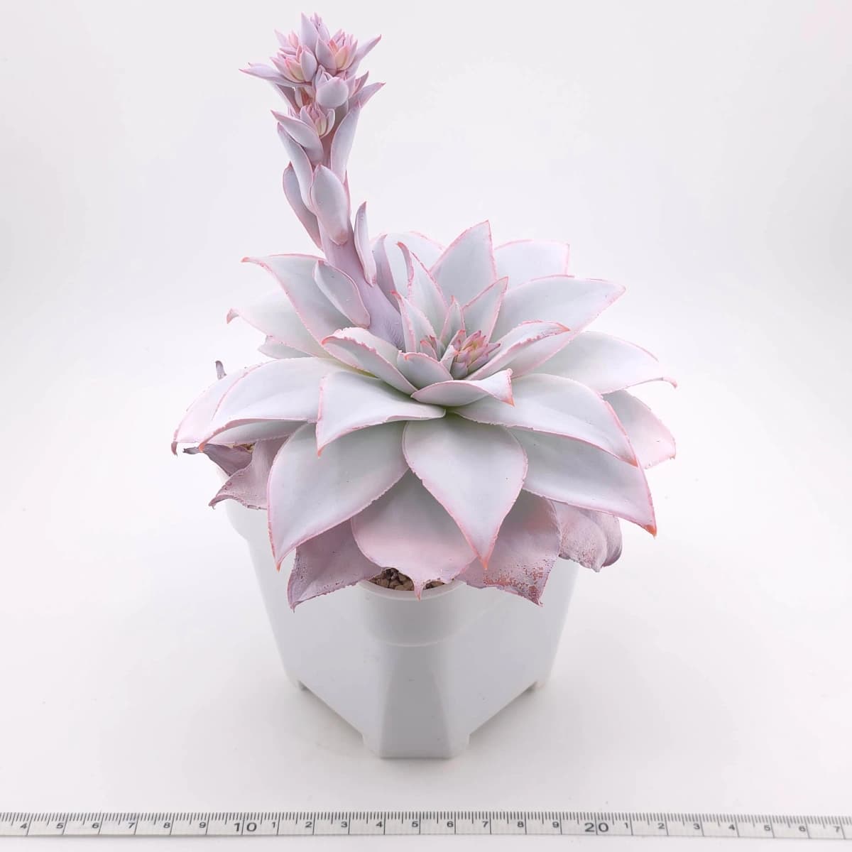 Echeveria ‘Cante’ | 廣寒宮 - View 1