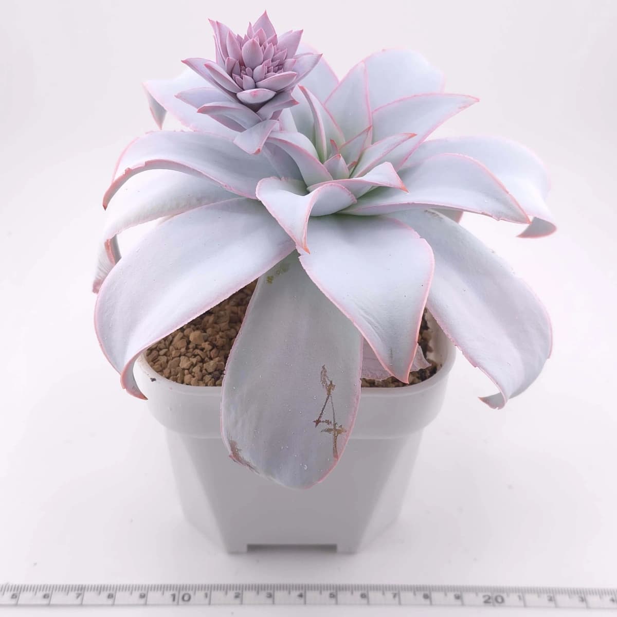Echeveria ‘Cante’ | 廣寒宮 - View 1