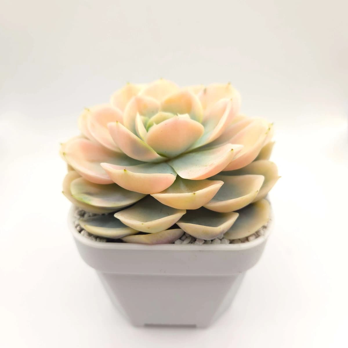 Echeveria ‘Blue Surprise’ Variegated | 藍色驚起錦 - View 1