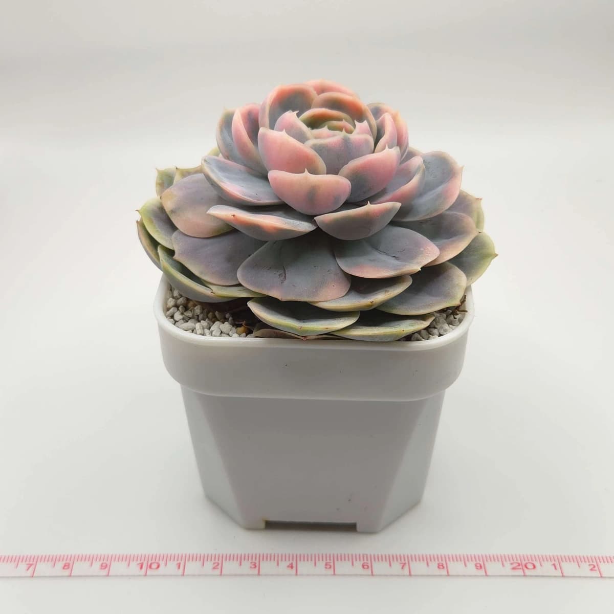 Echeveria ‘Blue Surprise’ Variegated | 藍色驚起錦 - View 1