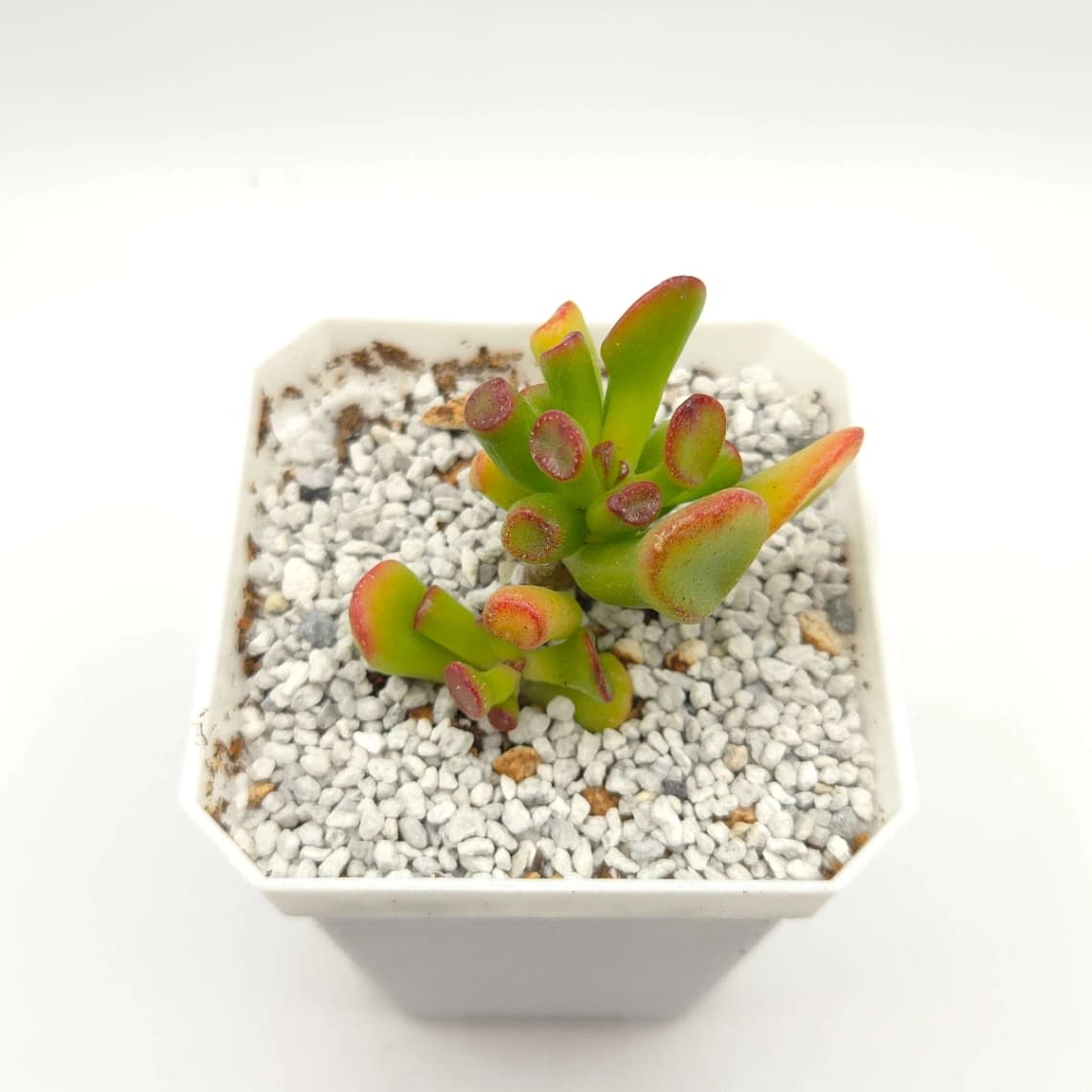 Crassula Ovata ‘Lady’S Finger’ | 筒葉花月