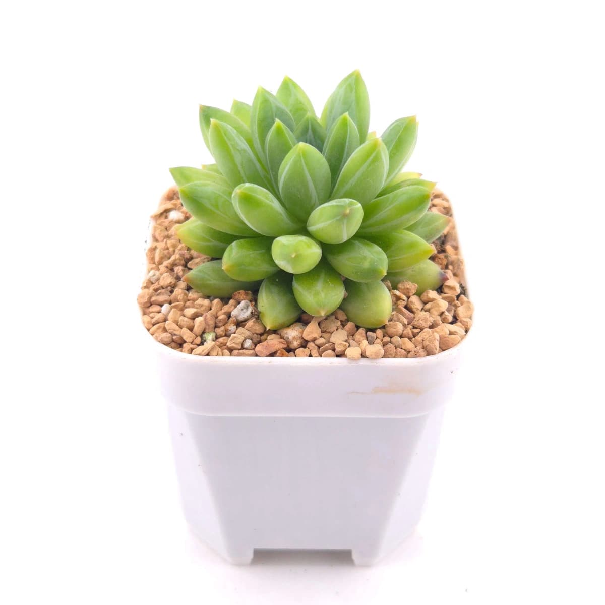 Pachyphytum Compactum ‘Little Jewel’ | 千代田之松