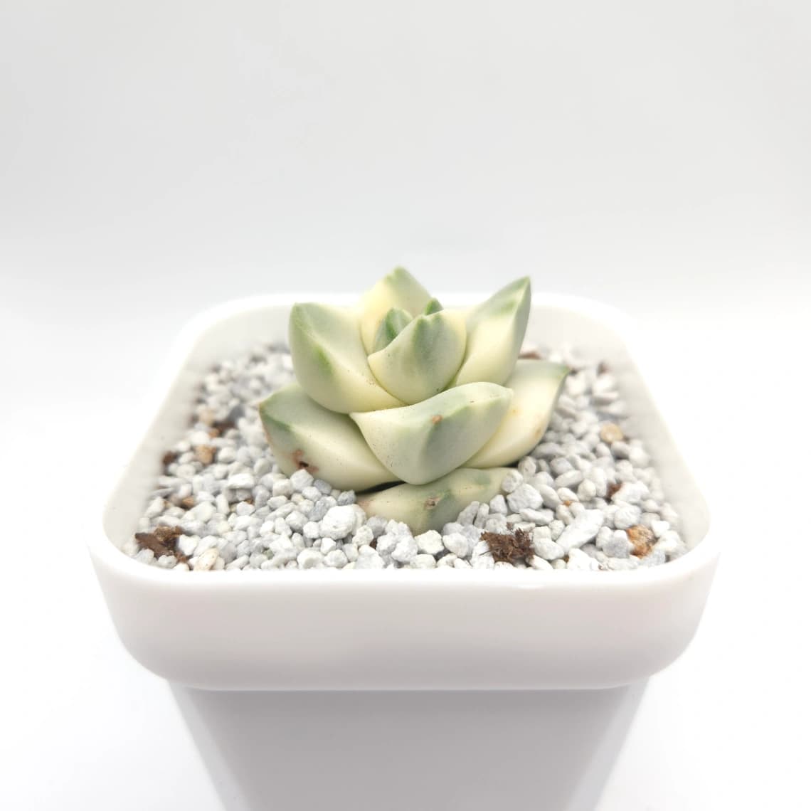 Crassula cv ‘ Moonglow’ variegated | 紀之川錦 - View 1