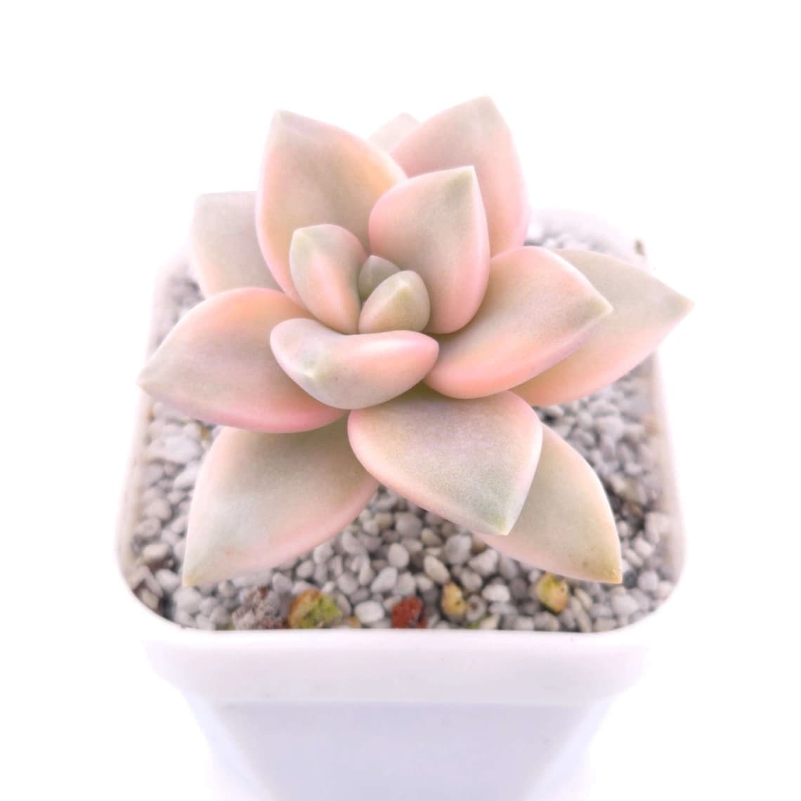 Graptopetalum paraguayense ‘Awayuki’ variegated | 淡雪