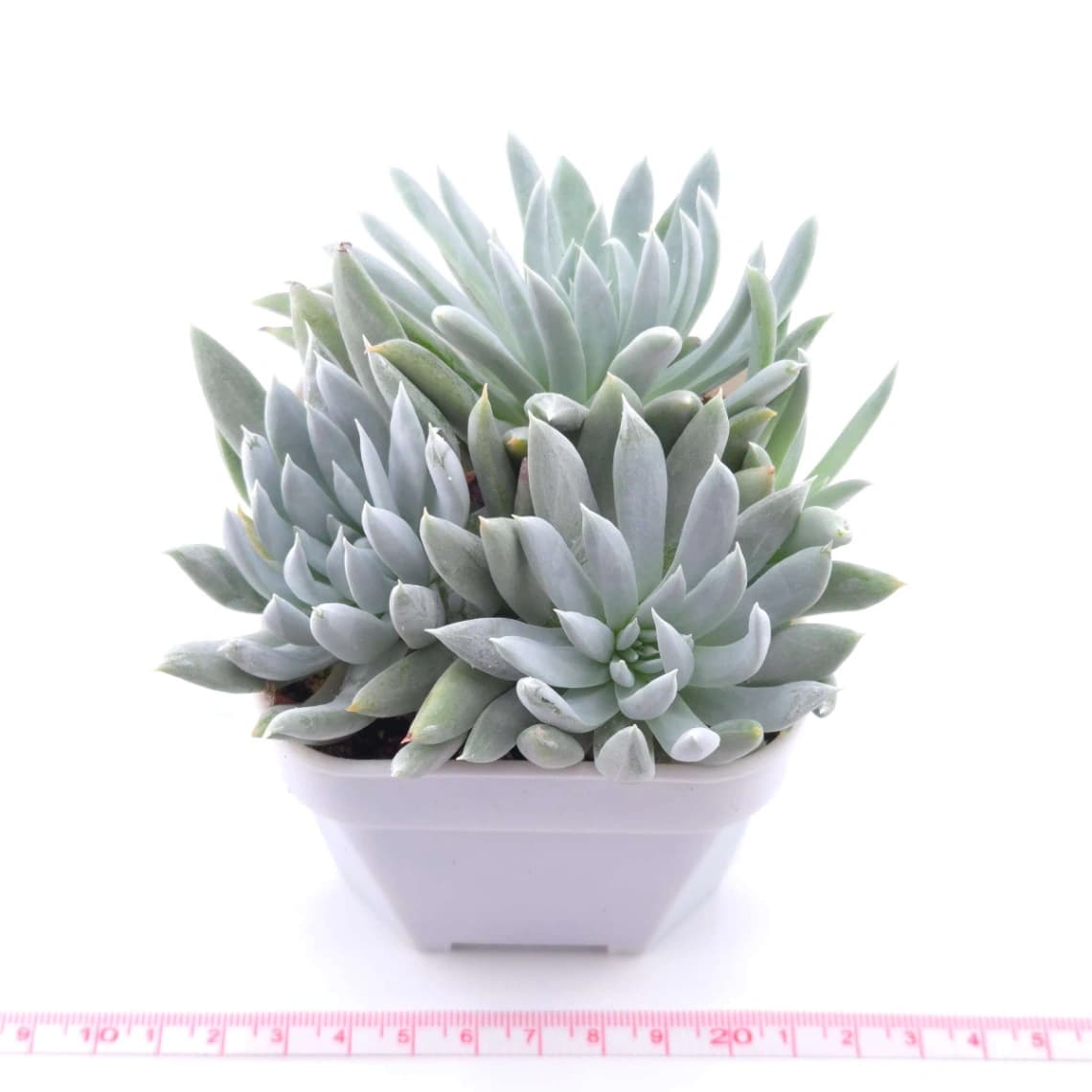 Dudleya nubigena | 努比吉娜