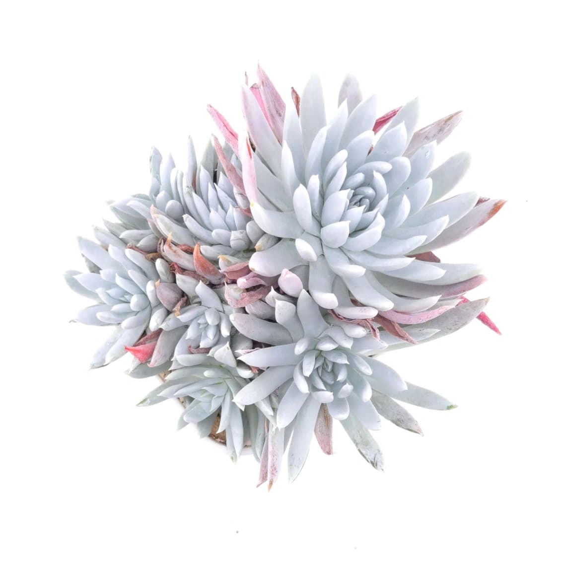 Dudleya nubigena | 努比吉娜