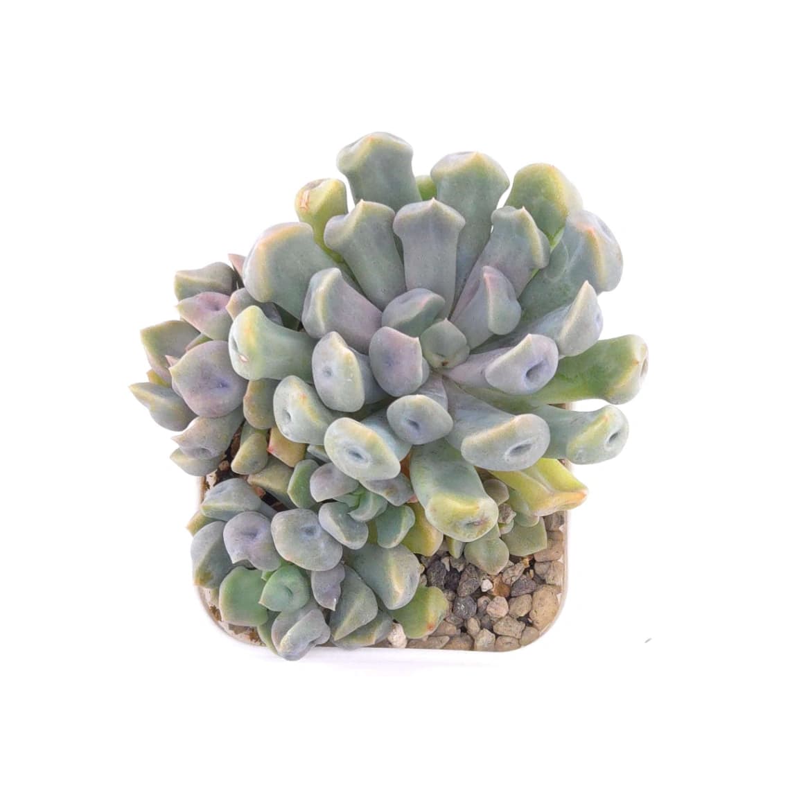Graptoveria ‘Cupid’ | 丘比特 - View 1