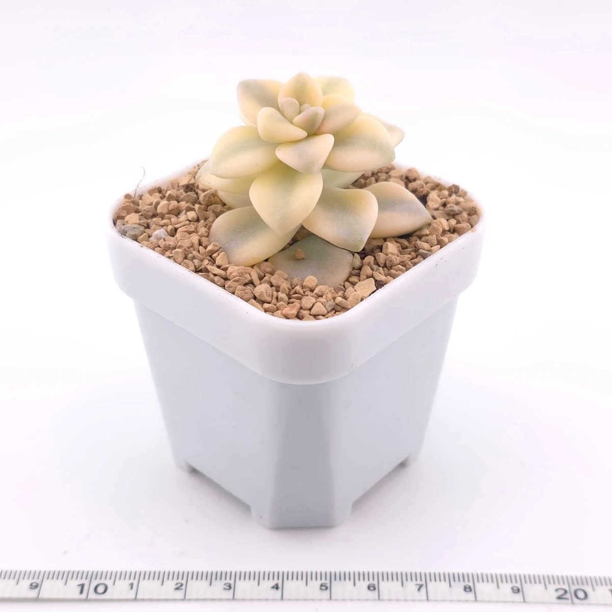 Graptoveria ‘Titubans’ / ‘Apricot Beauty’ variegated | 美杏錦 - View 1
