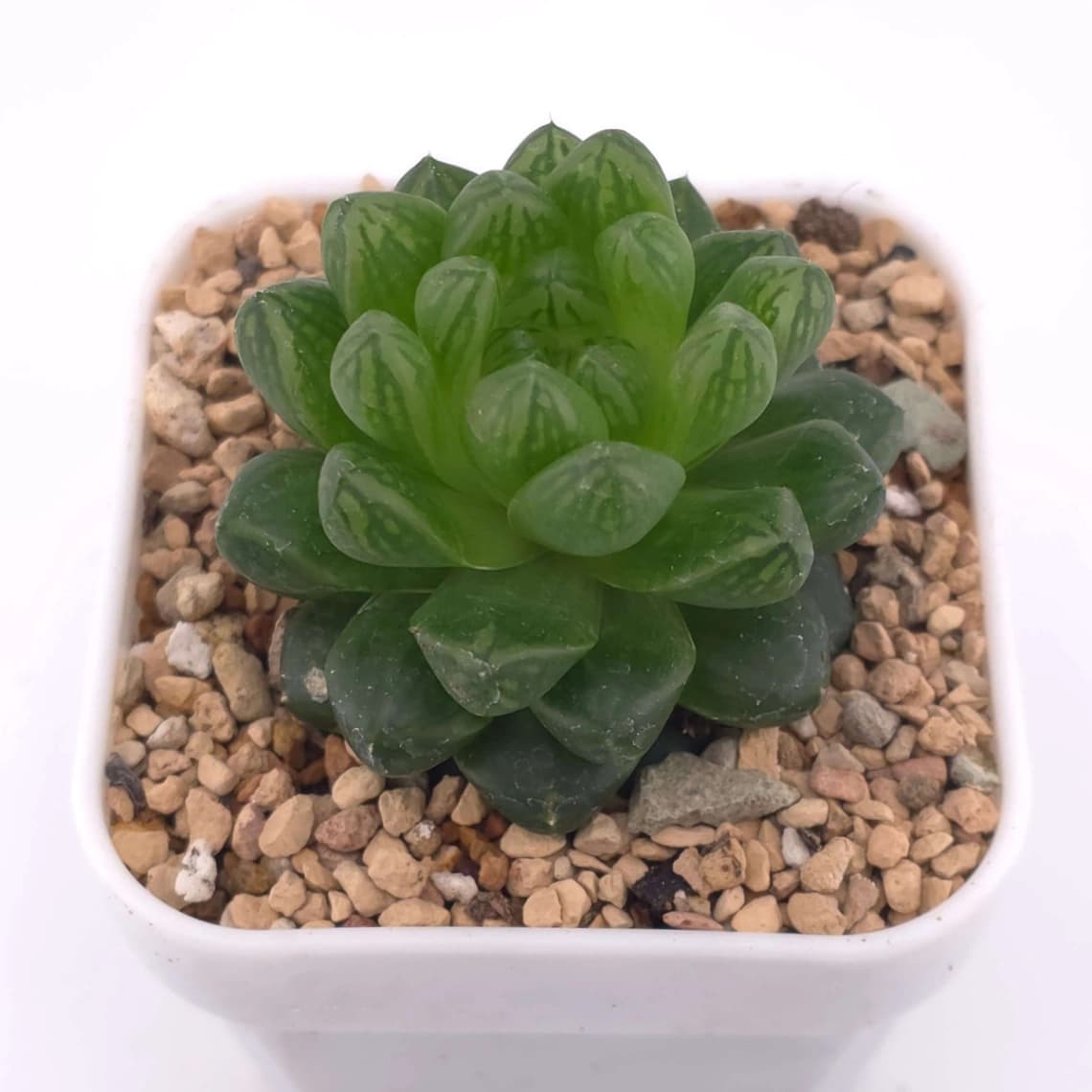 Haworthia cymbiformis | 草玉露