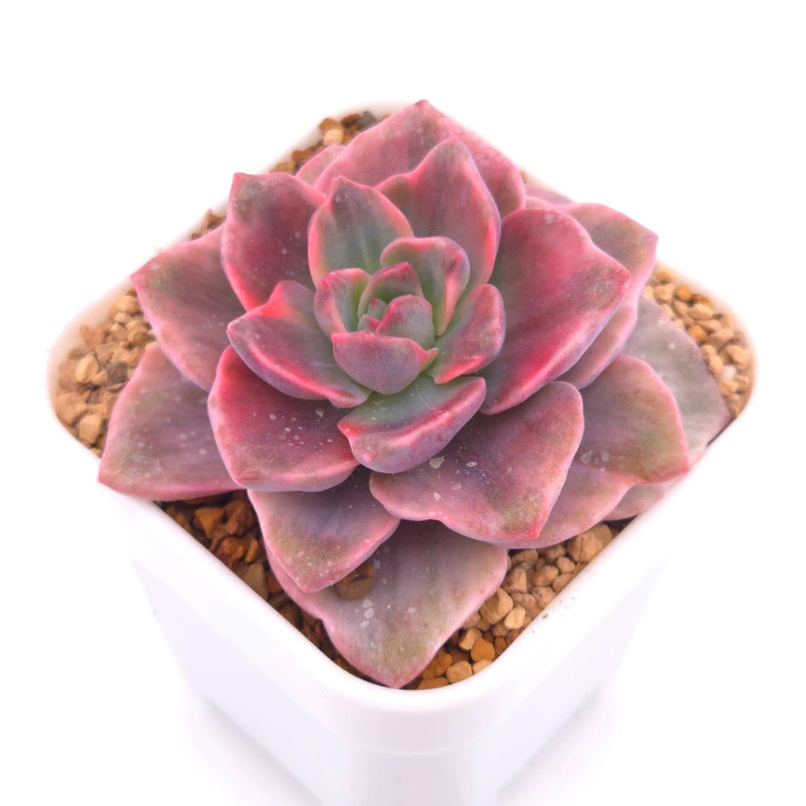 Graptoveria ‘Mrs Richard’ variegated | 彩虹糖錦 - View 1