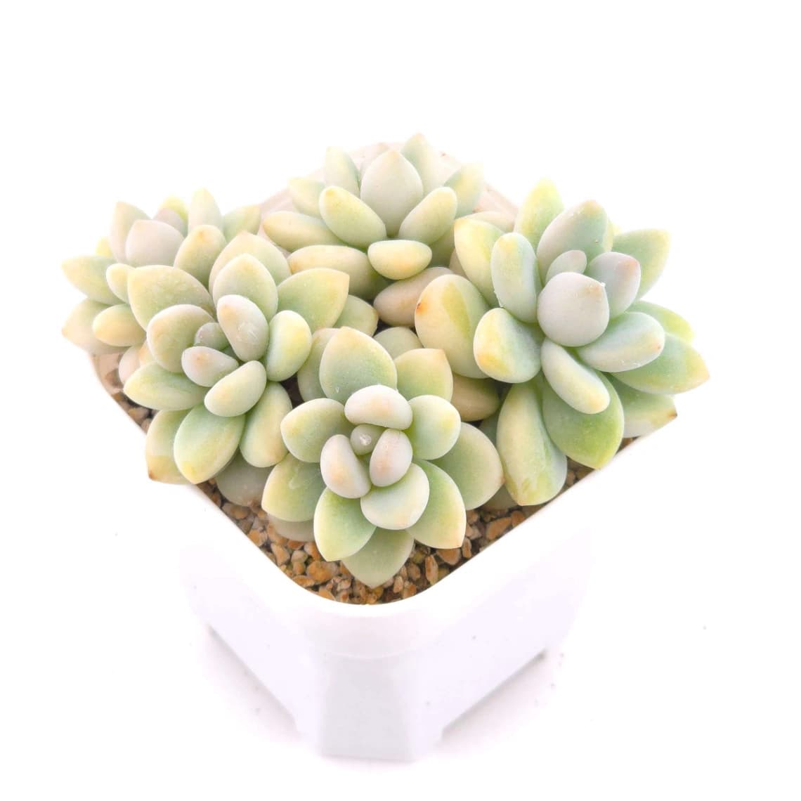 Graptosedum ‘Miul / Luo Goddess’ clustering | 洛神群 - View 1