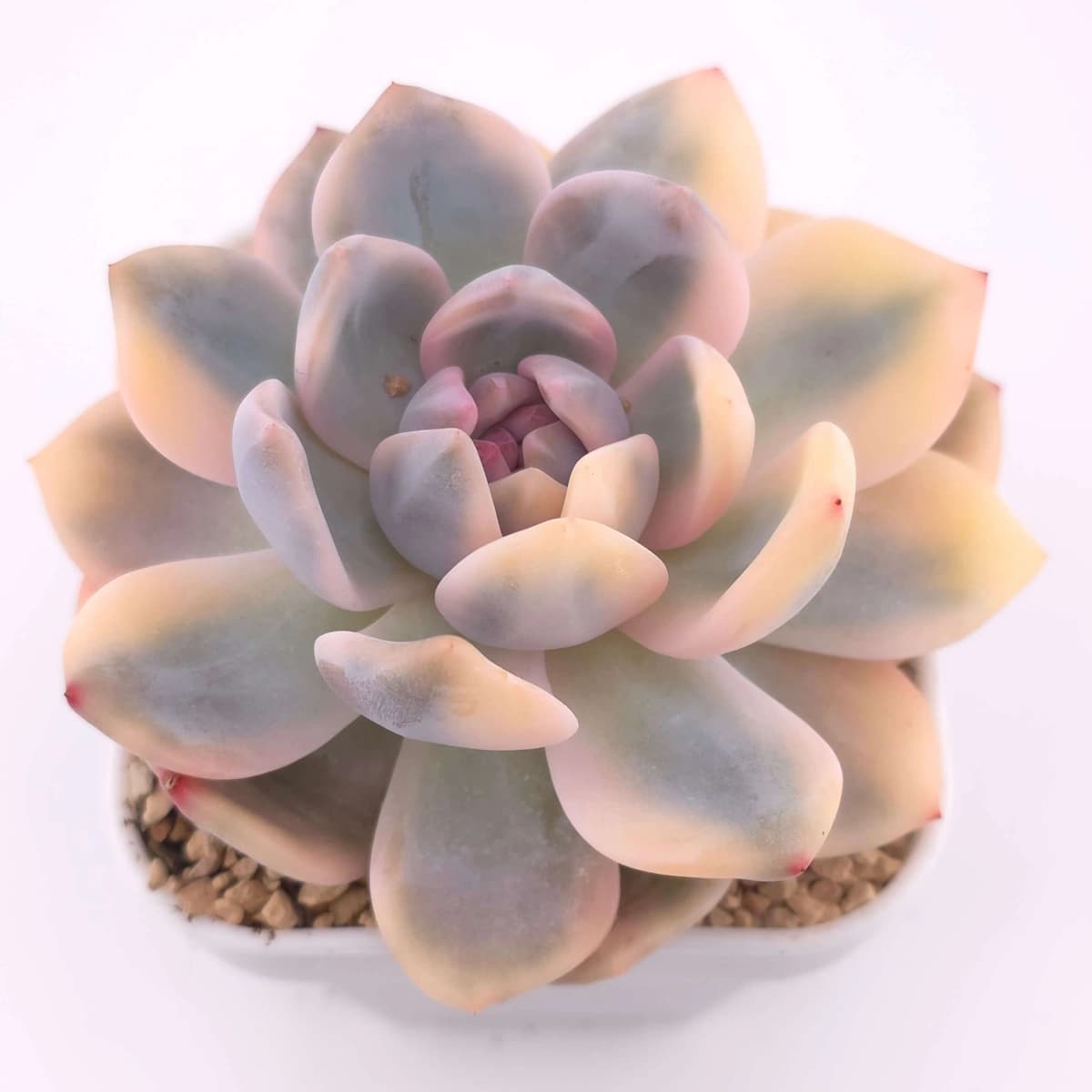 Echeveria ‘Orange Monroe’ | 橙夢露 - View 1