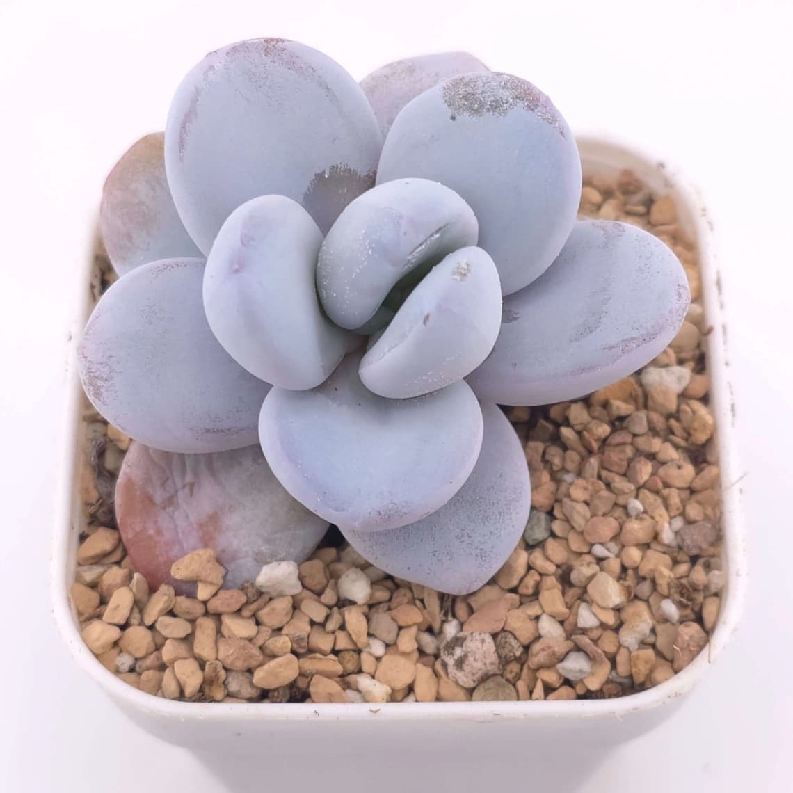 Pachyphytum ‘Cuicatecanum’ | 雪美人 - View 1