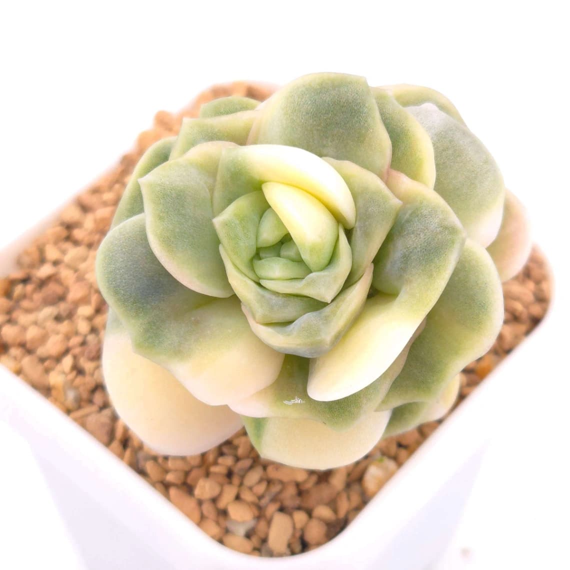 Graptoveria ‘Lovely Rose’ variegated | 可愛玫瑰錦