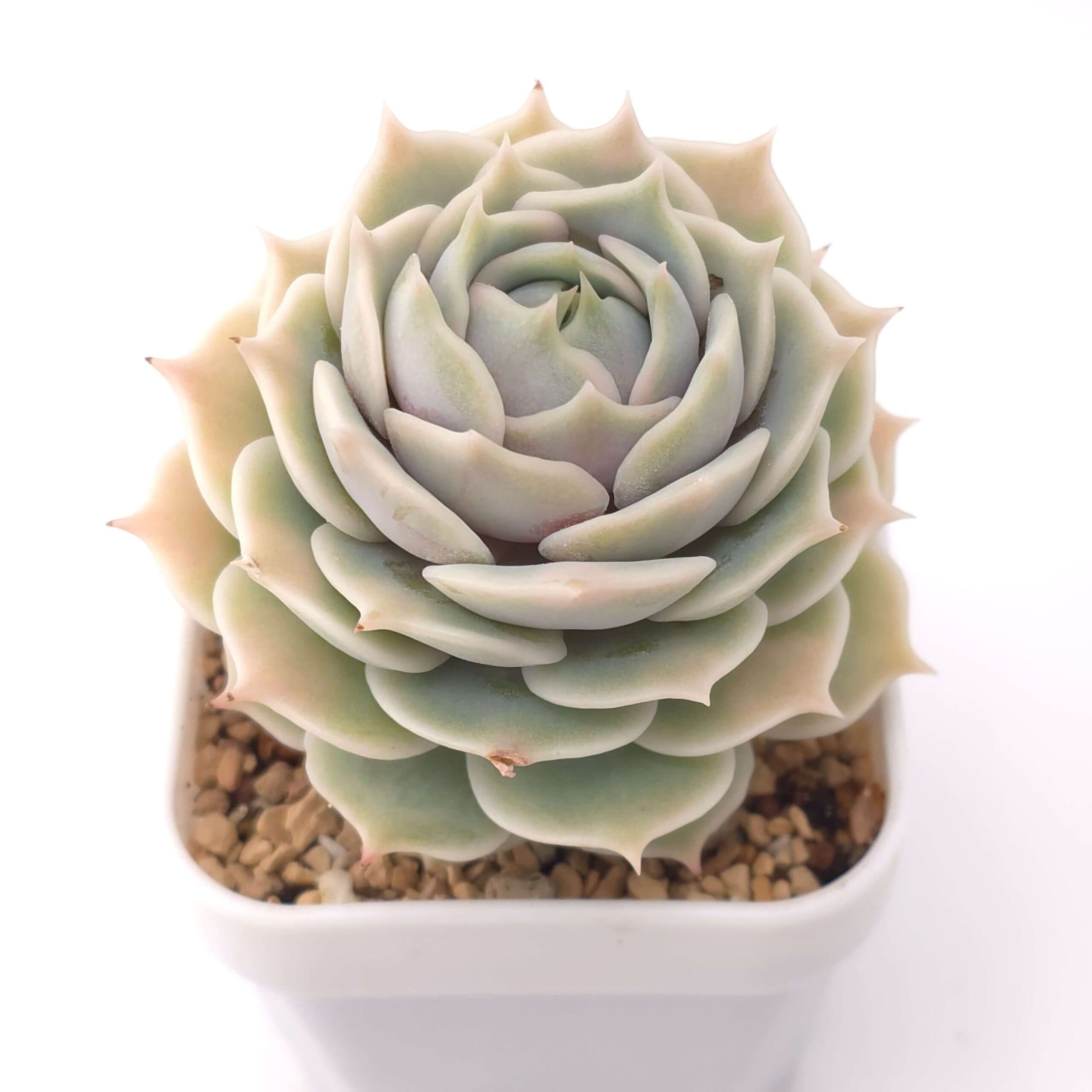 Echeveria 'Lola' | 露娜蓮 - View 1