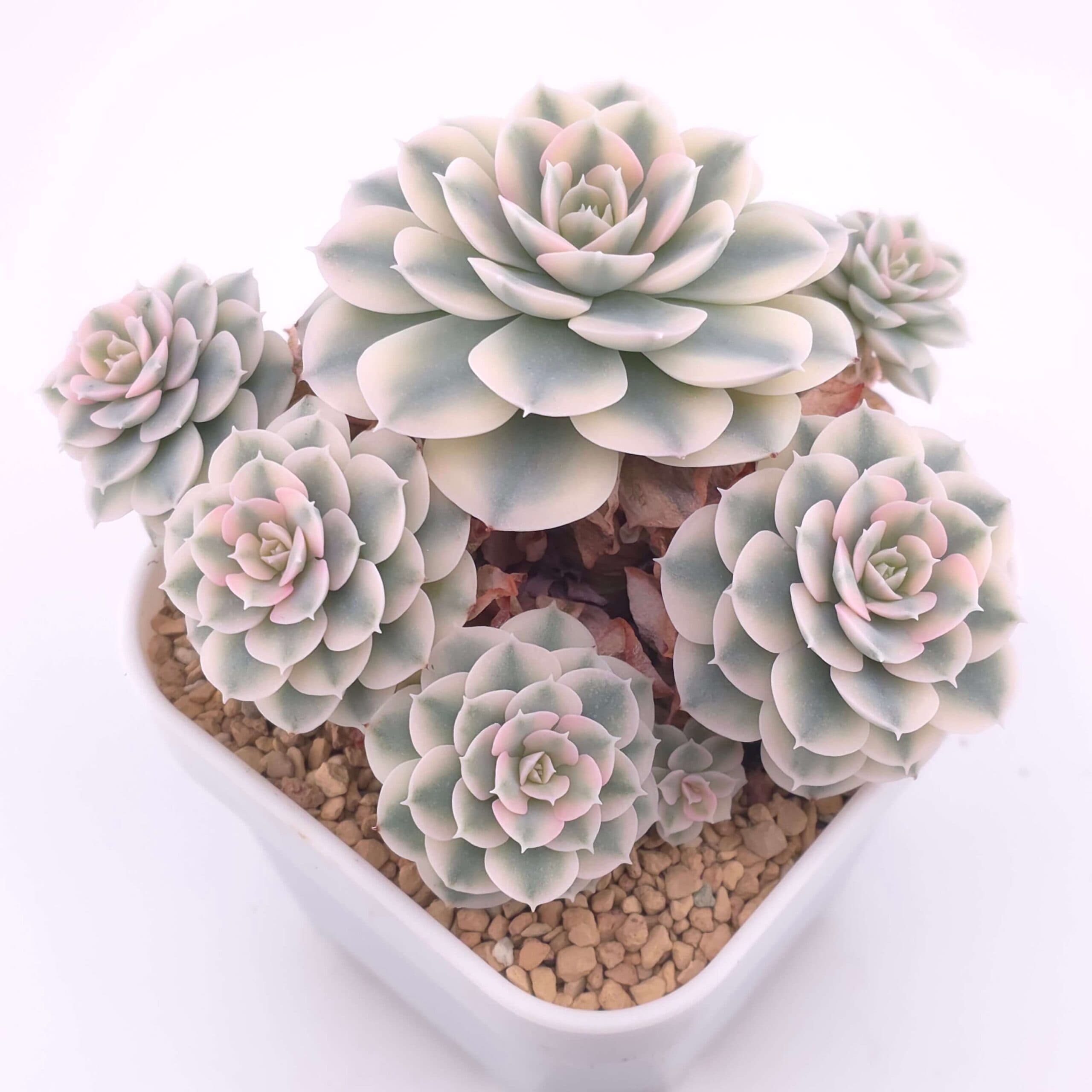 Echeveria runyonii variegated 'Akaihoshi' clustering | 鲁氏錦群 - View 1