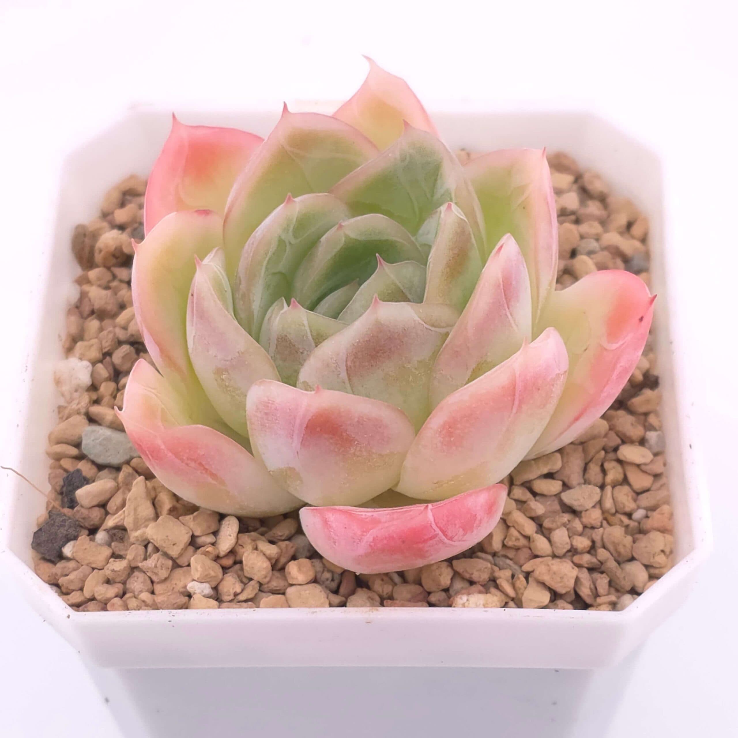 Echeveria 'Sakula' | 落櫻