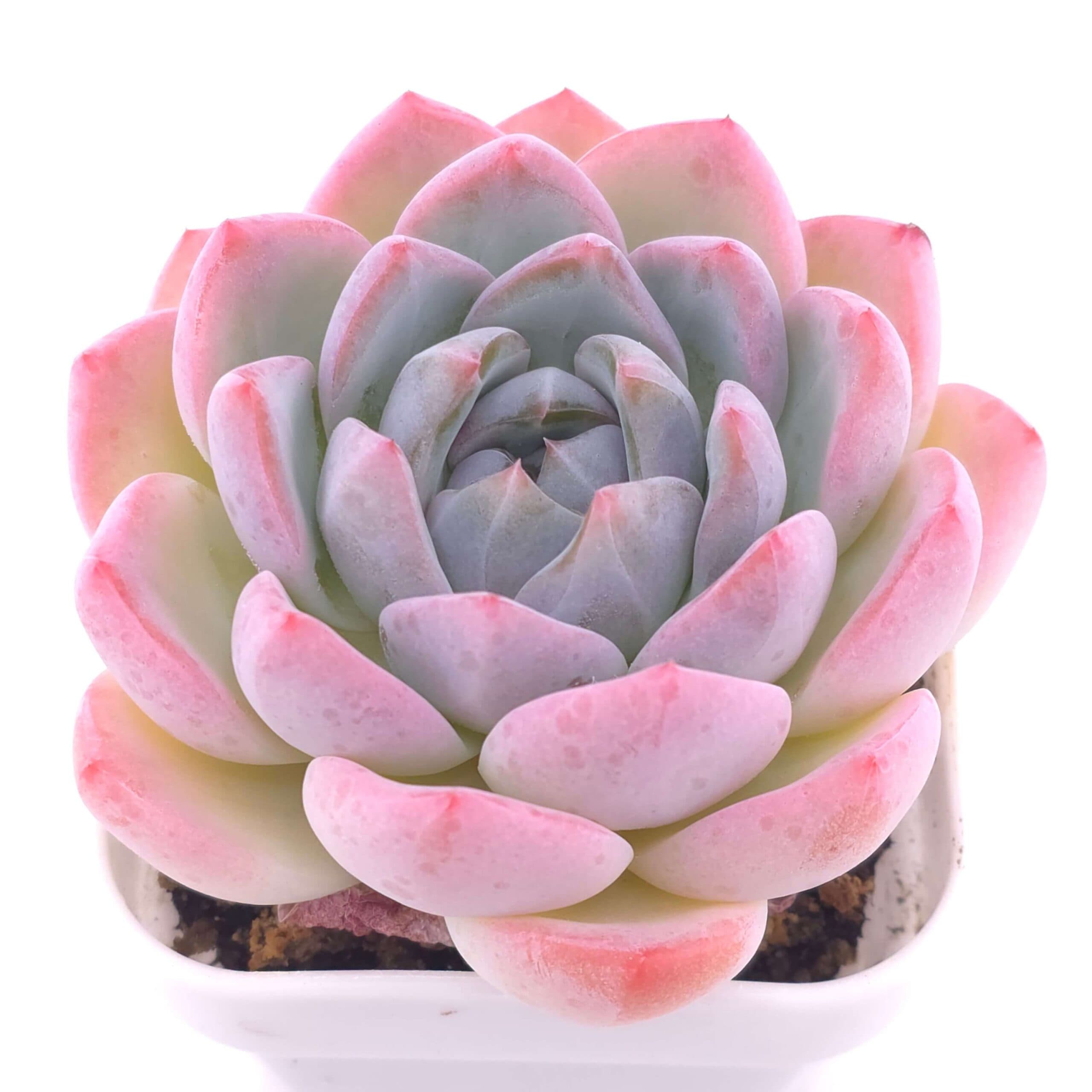 Echeveria 'Snow Melanie' | 雪媚娘 - View 1