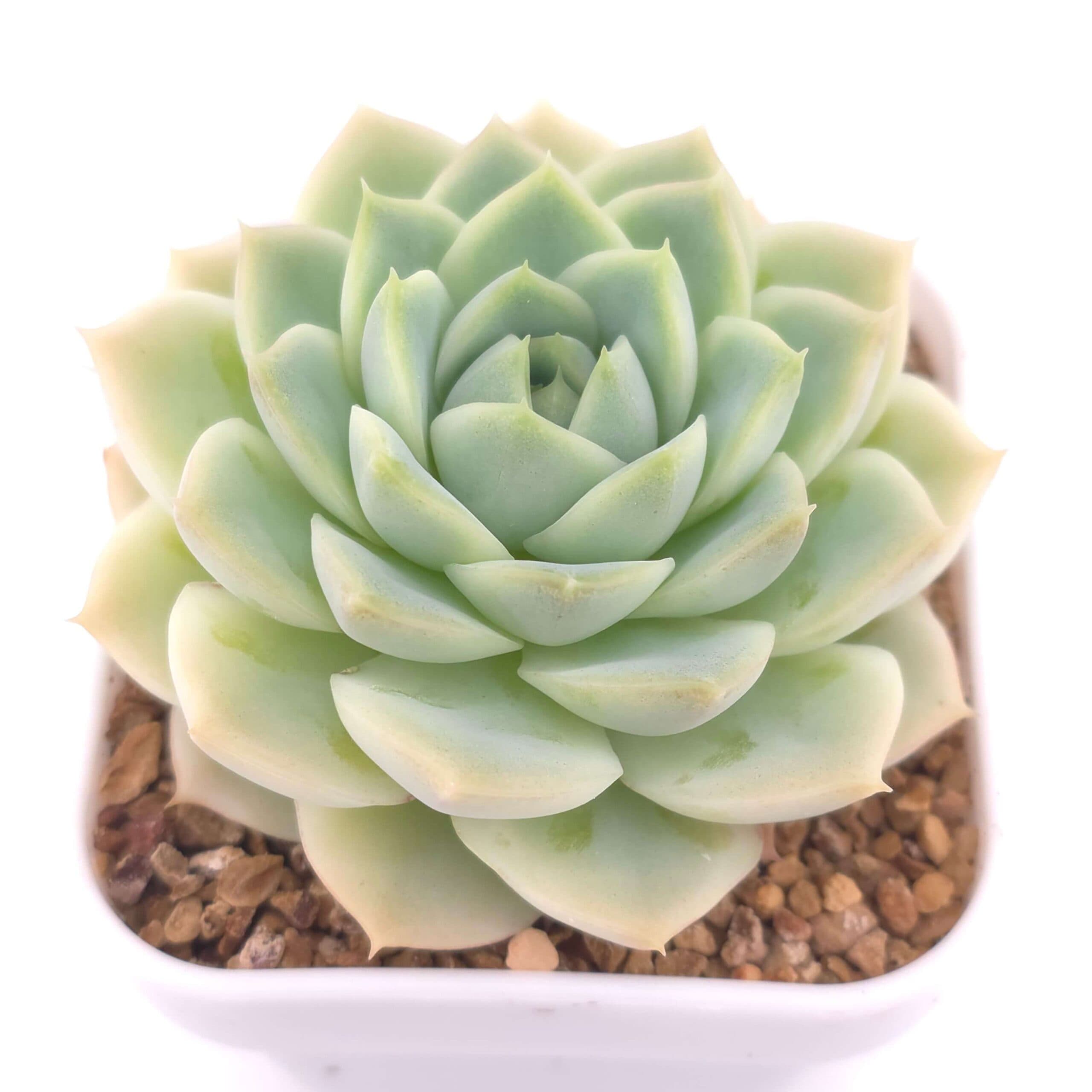 Echeveria spp. | 石蓮雜 - View 1