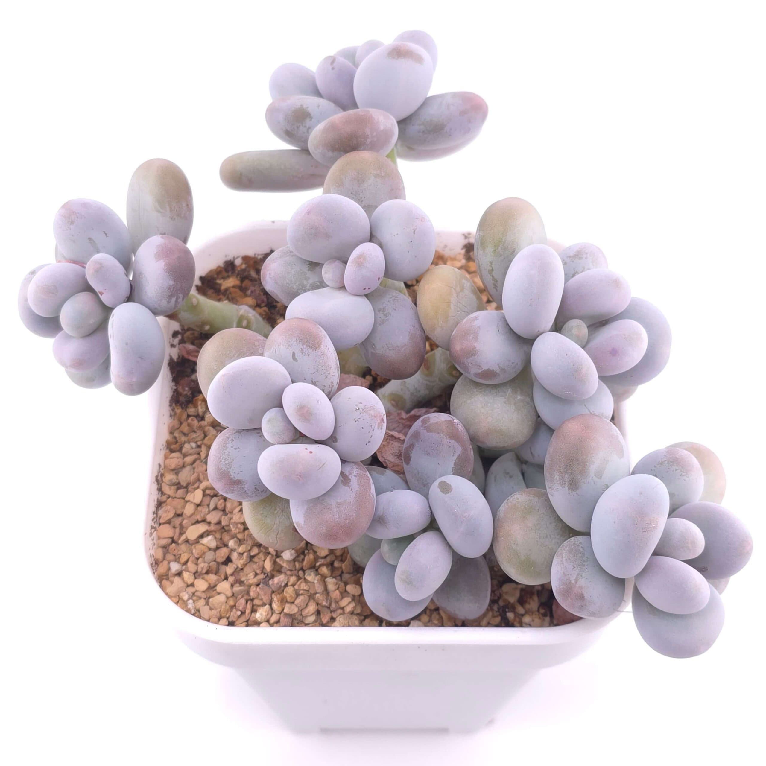 Pachyphytum 'Cheese' clustering | 奶酪群 - View 1
