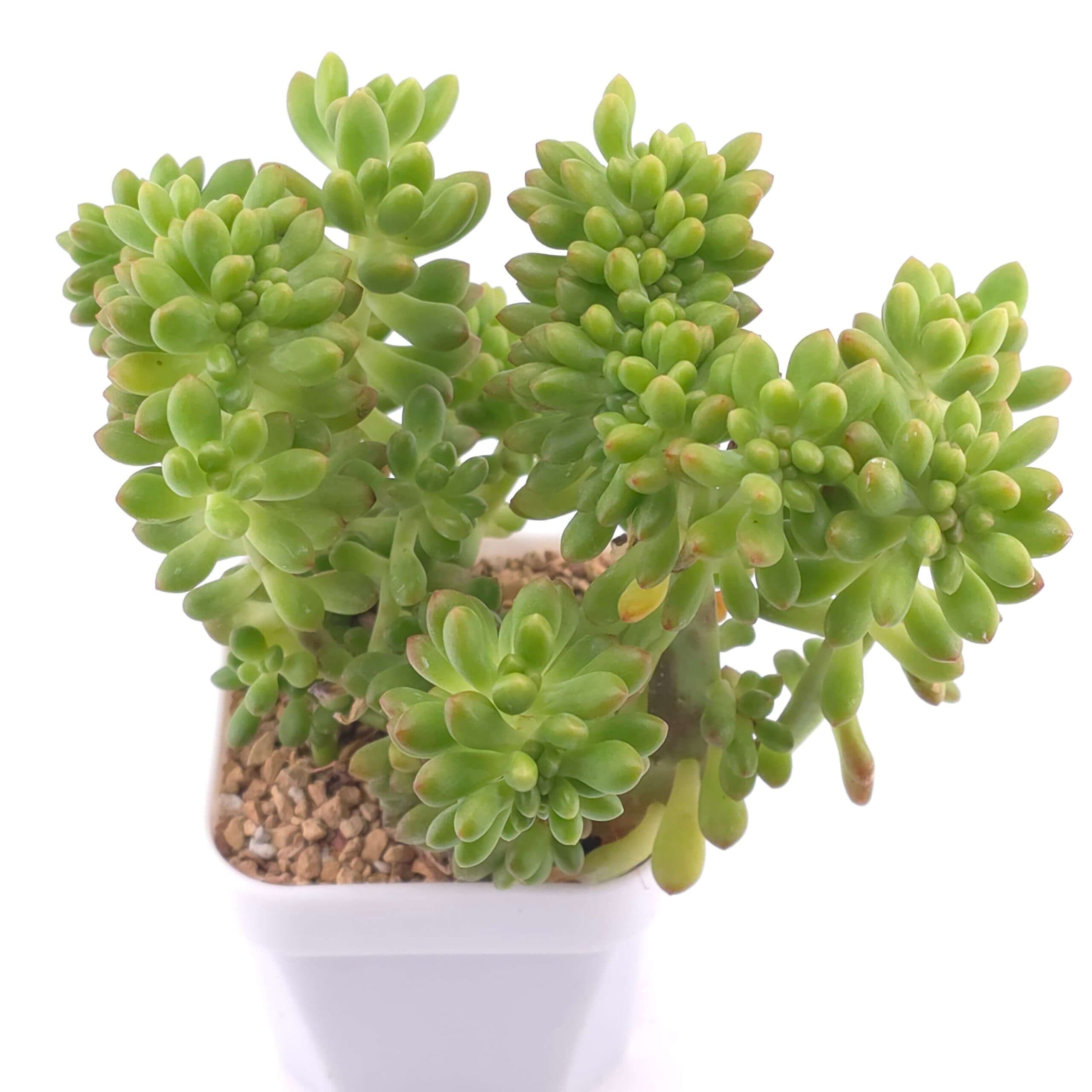 Sedum Alice Evans Cristata | 春萌群 - View 1