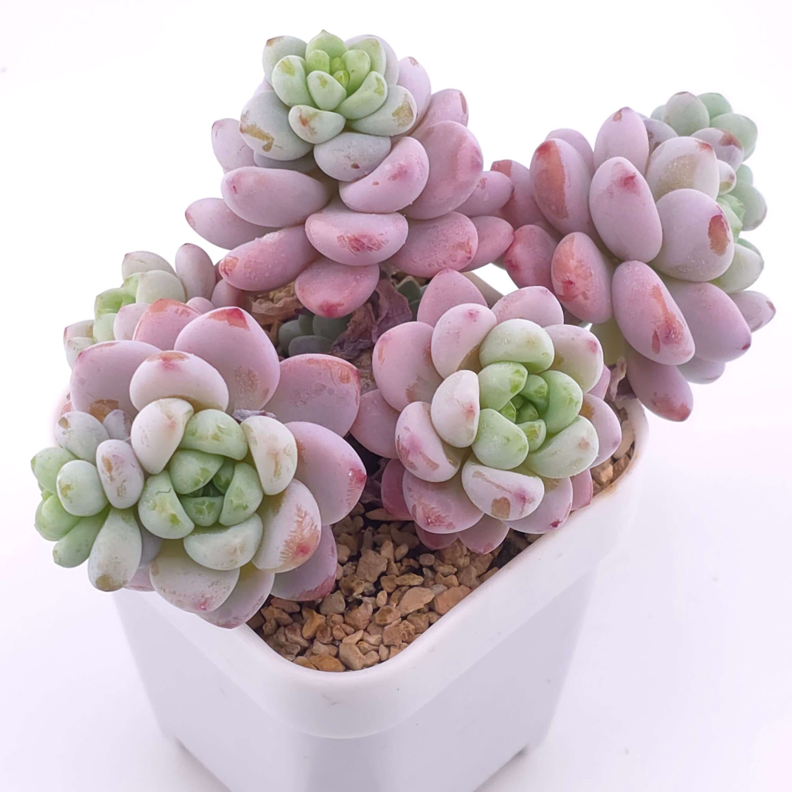 Sedum clavatum clsutering | 勞爾群 - View 1