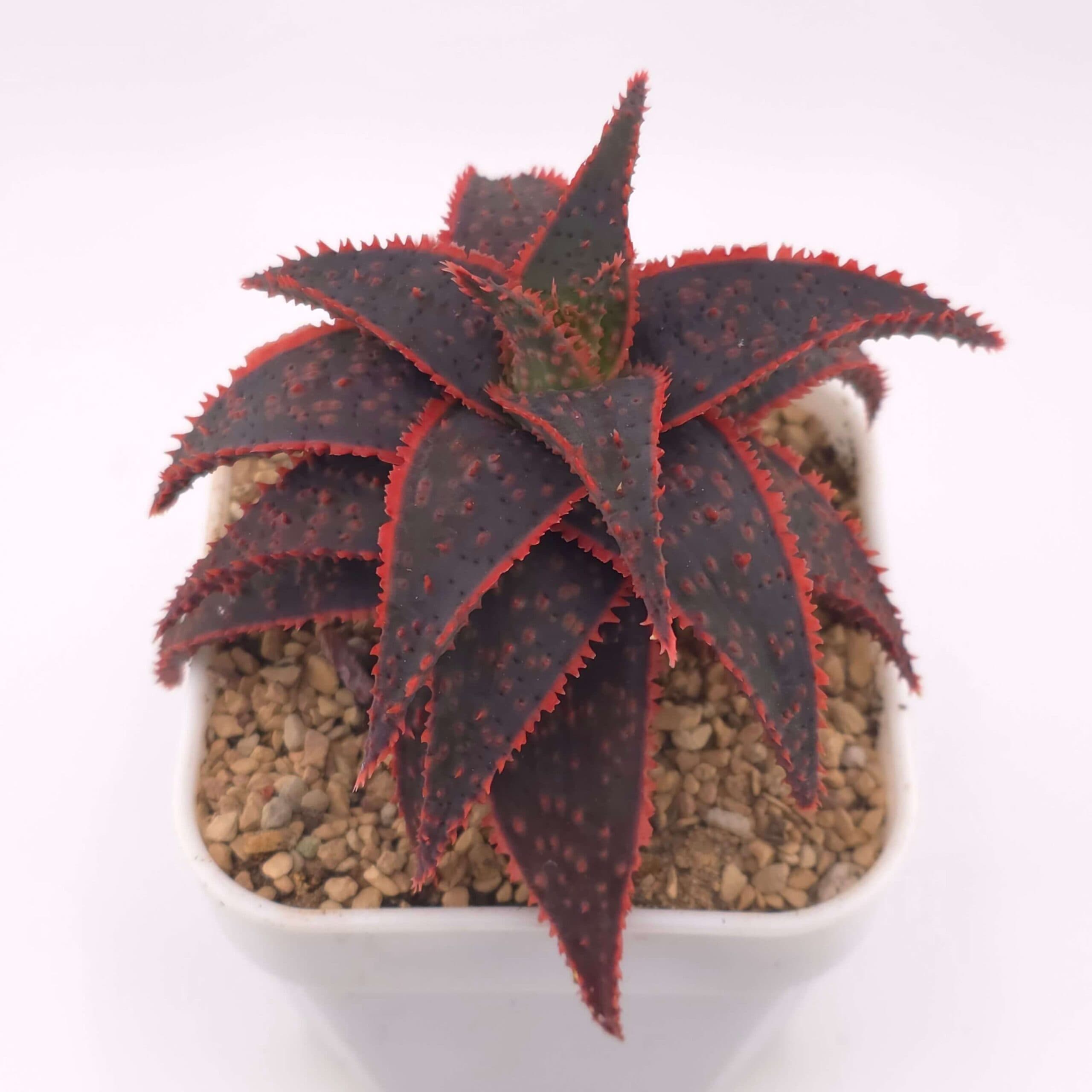 Aloe 'Christmas Carol' | 聖誕蘆薈 - View 1