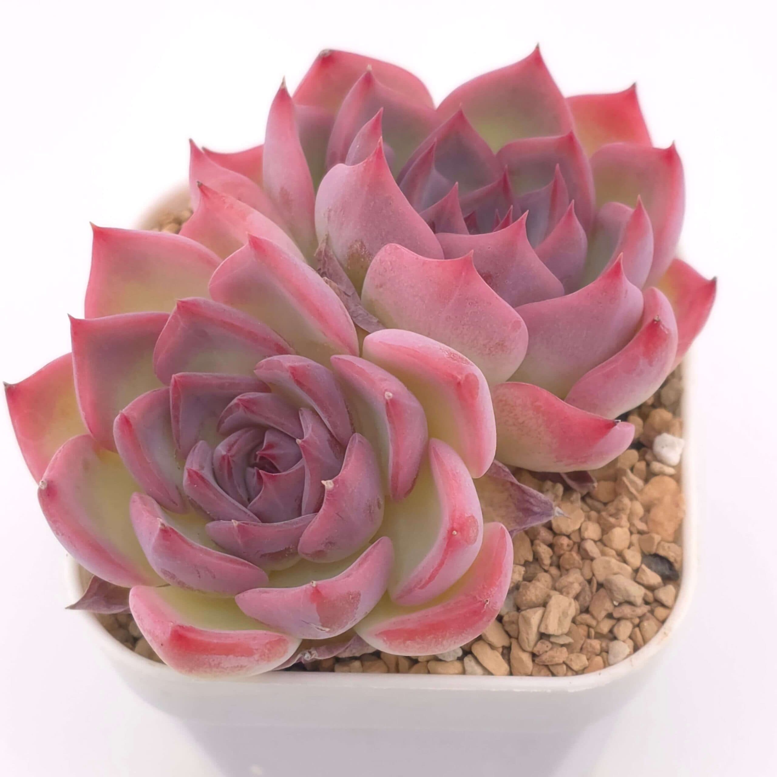 Echeveria 'Casio' double | 卡西歐雙 - View 1