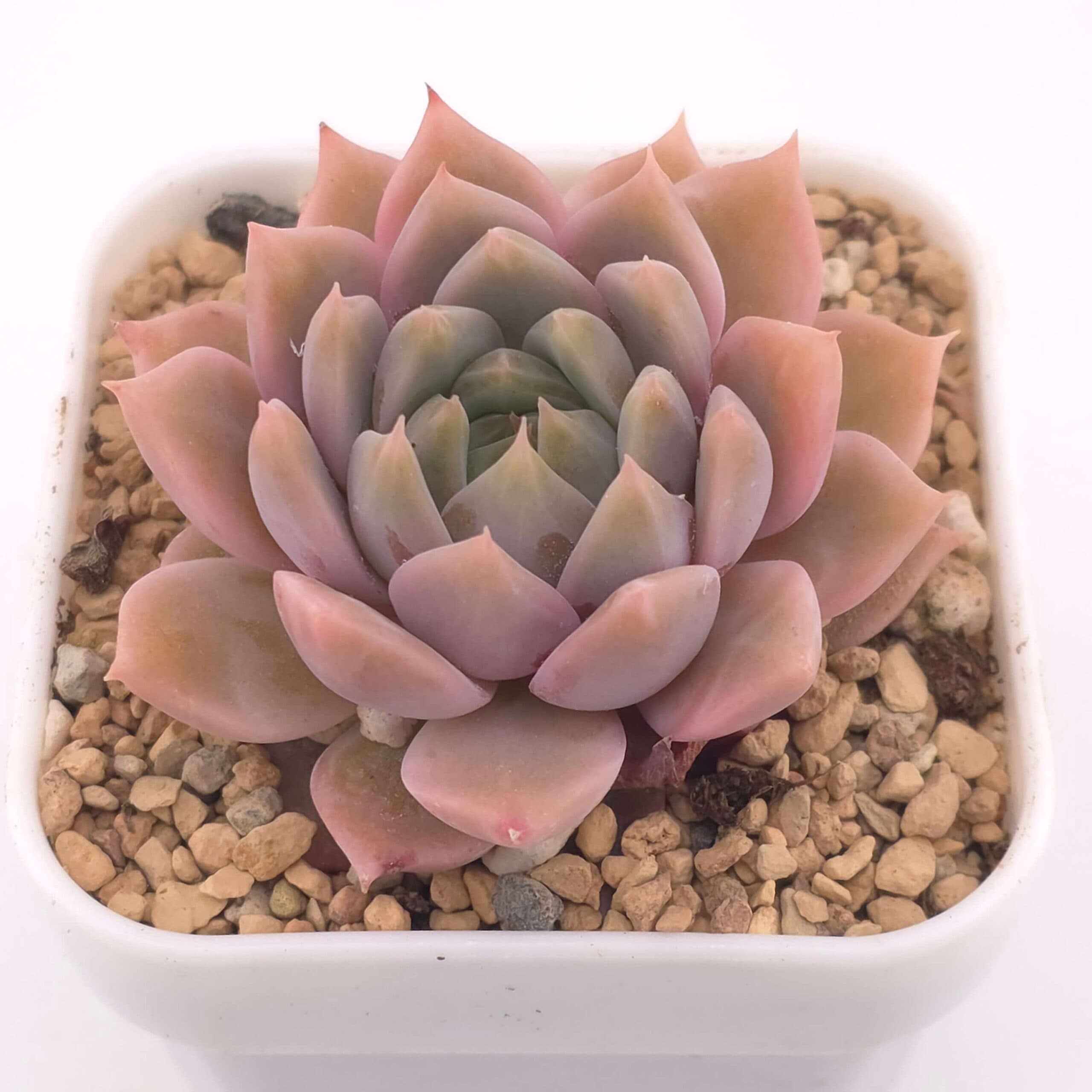 Echeveria 'Frost Flower' | 霜花 - View 1