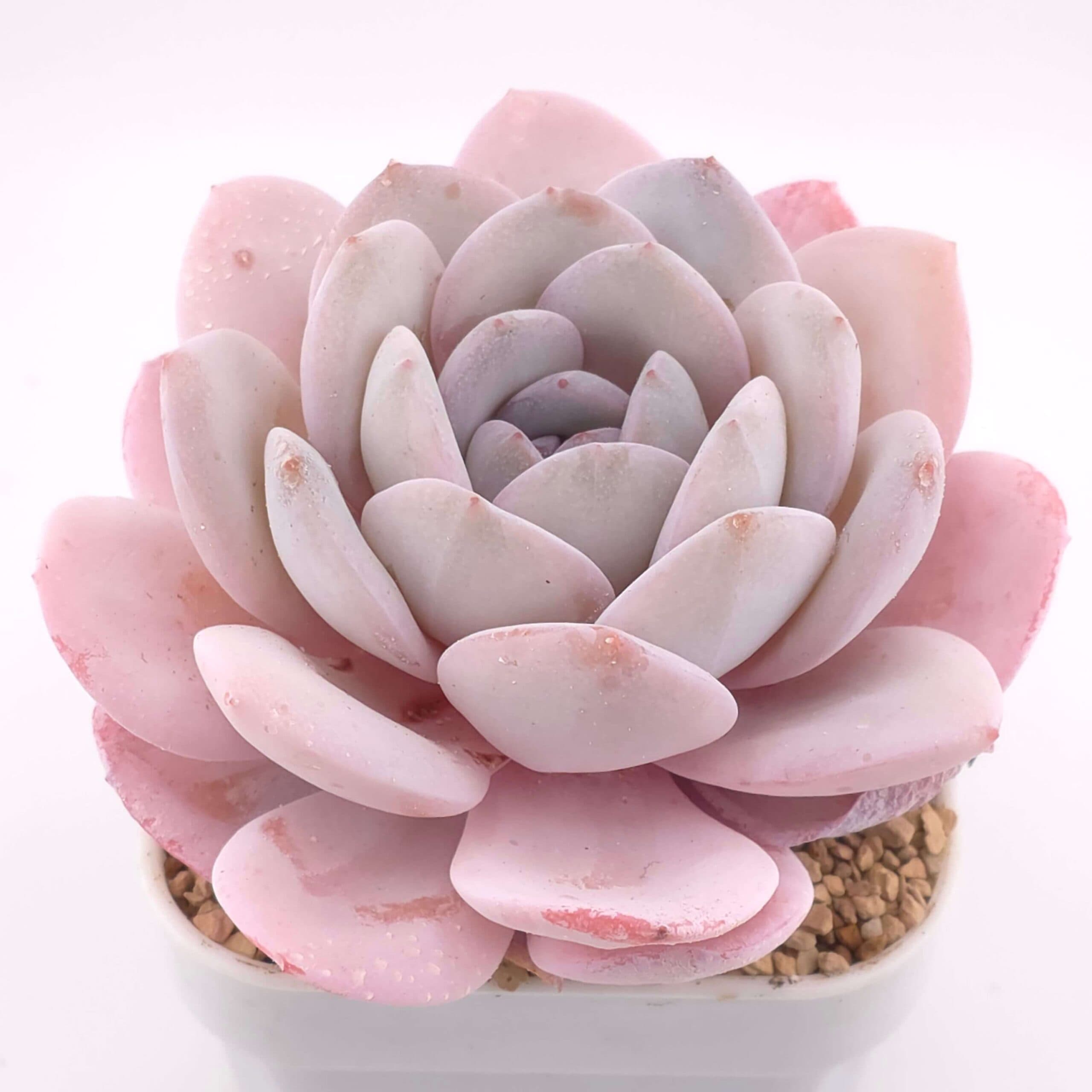 Echeveria laui | 雪蓮 - View 1