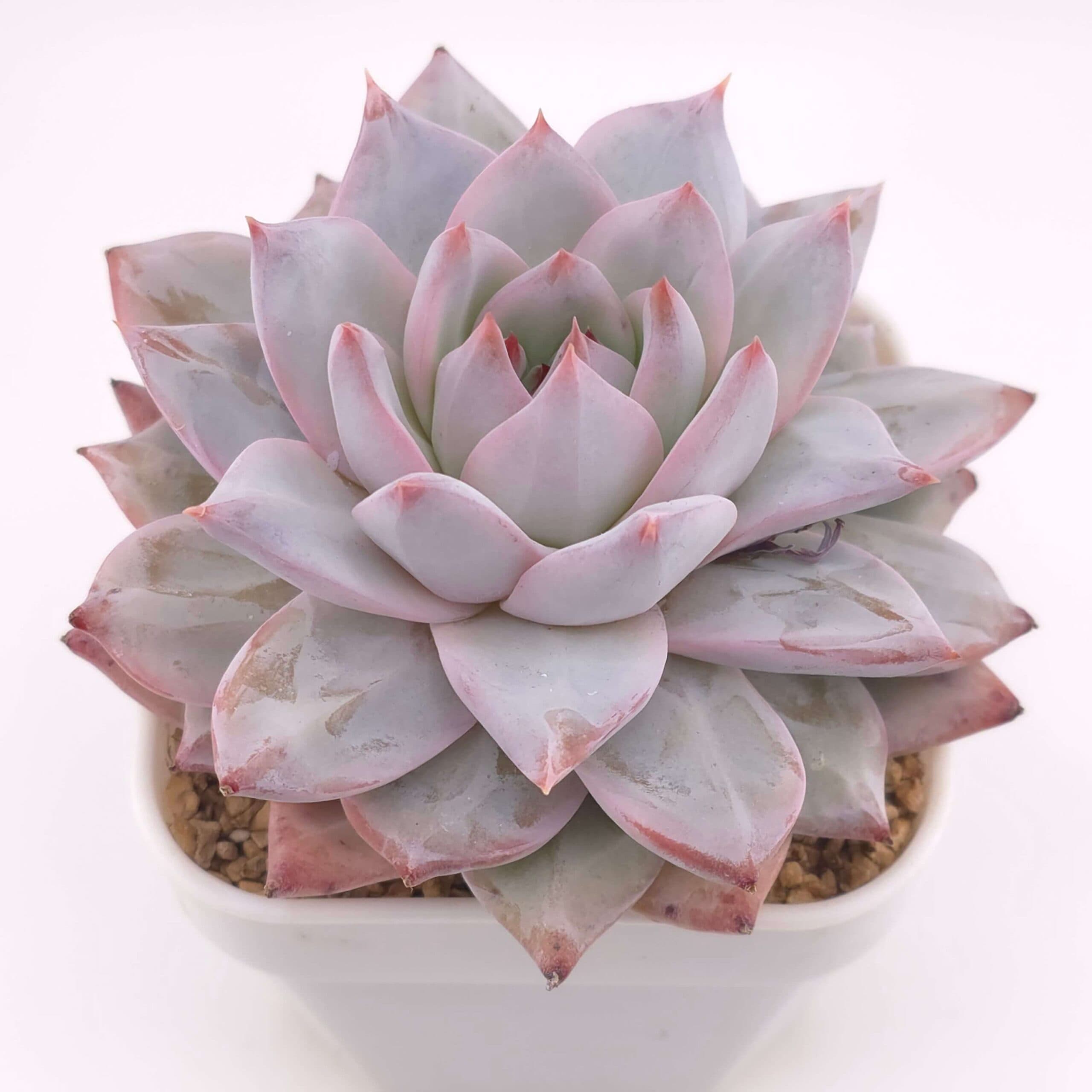 Echeveria 'Blue Bird' | 藍鳥 - View 1