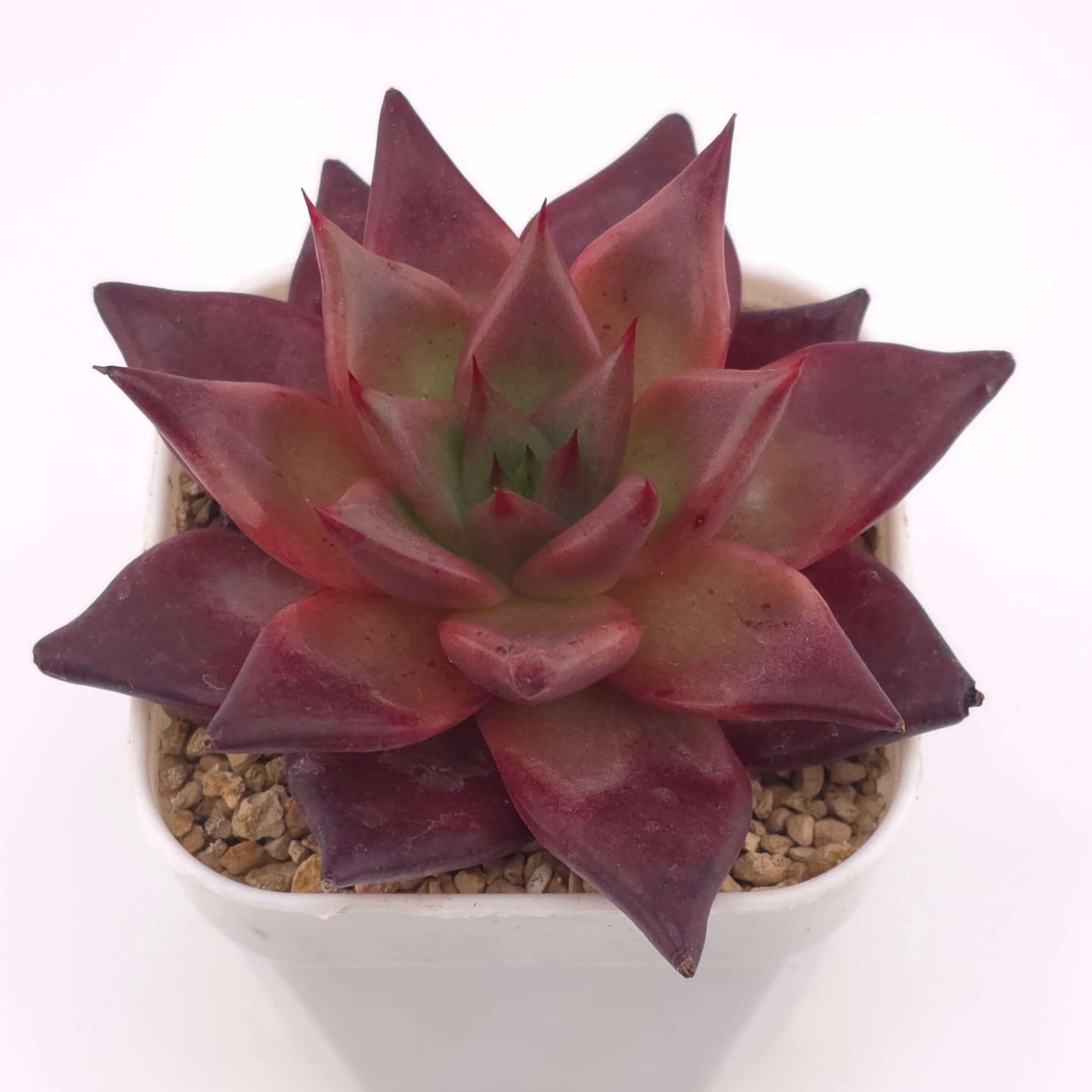 Echeveria agavoides 'Romeo Rubin' | 羅賓 - View 1