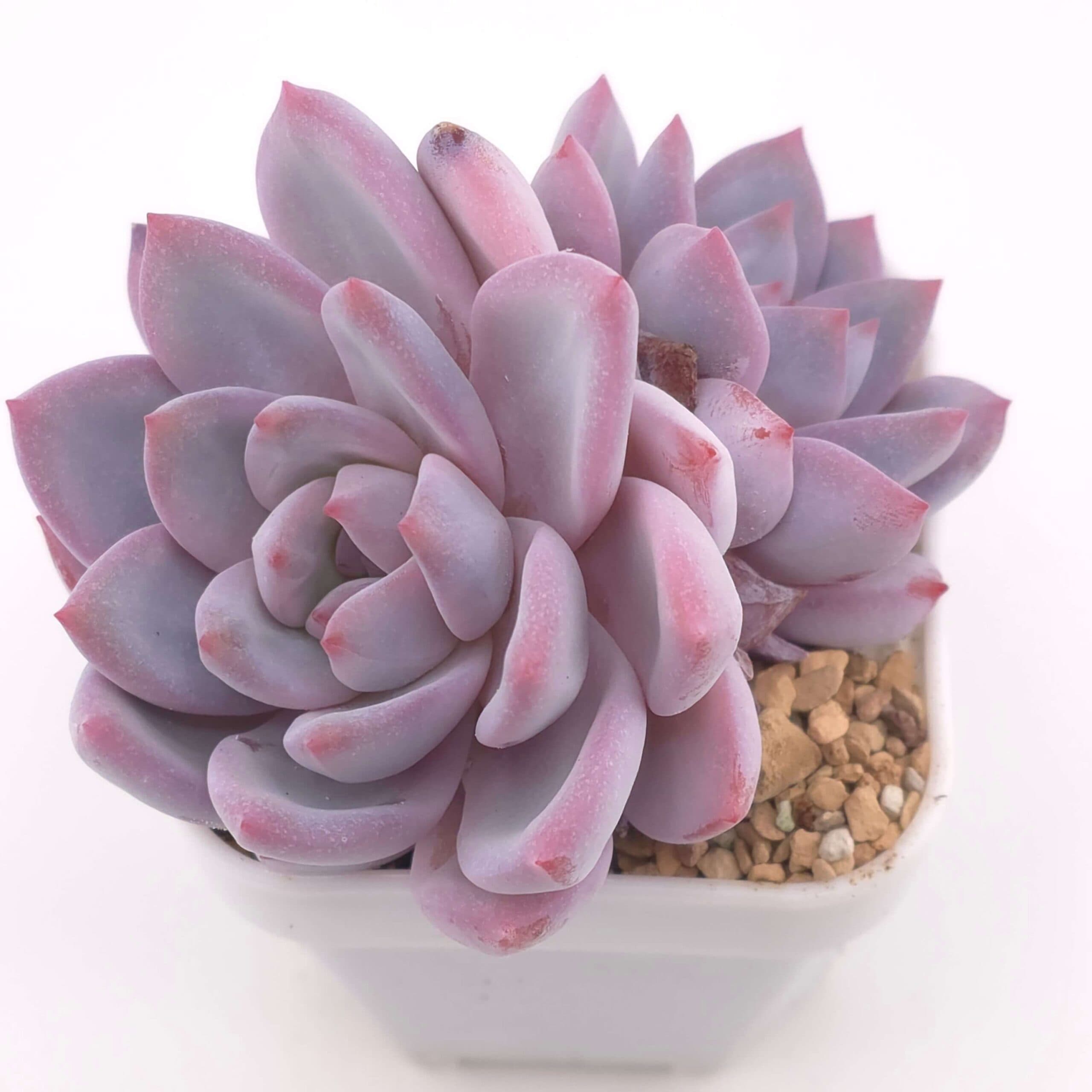 Echeveria 'Sang-A' double | 嫦娥雙 - View 1