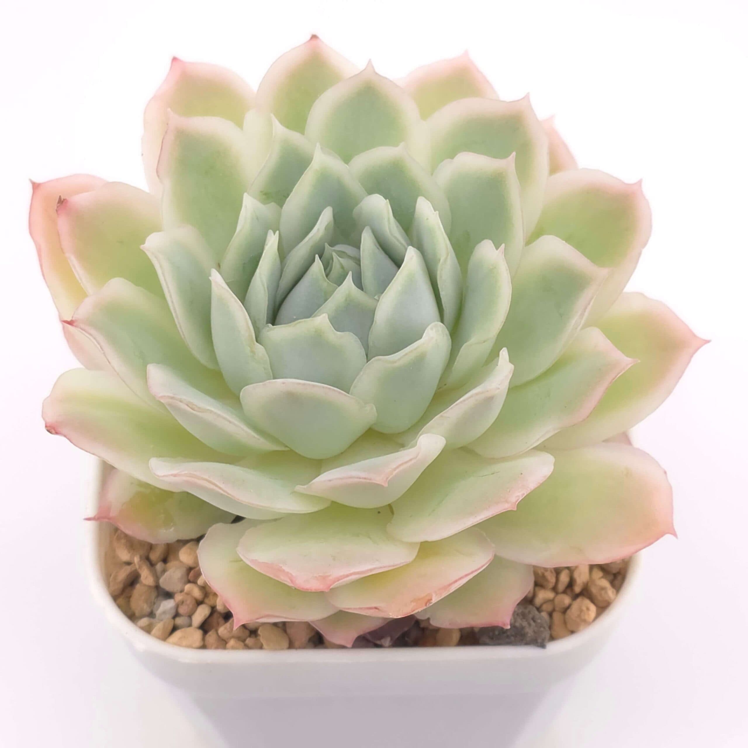 Echeveria 'Seigetsu' | 靜月 - View 1