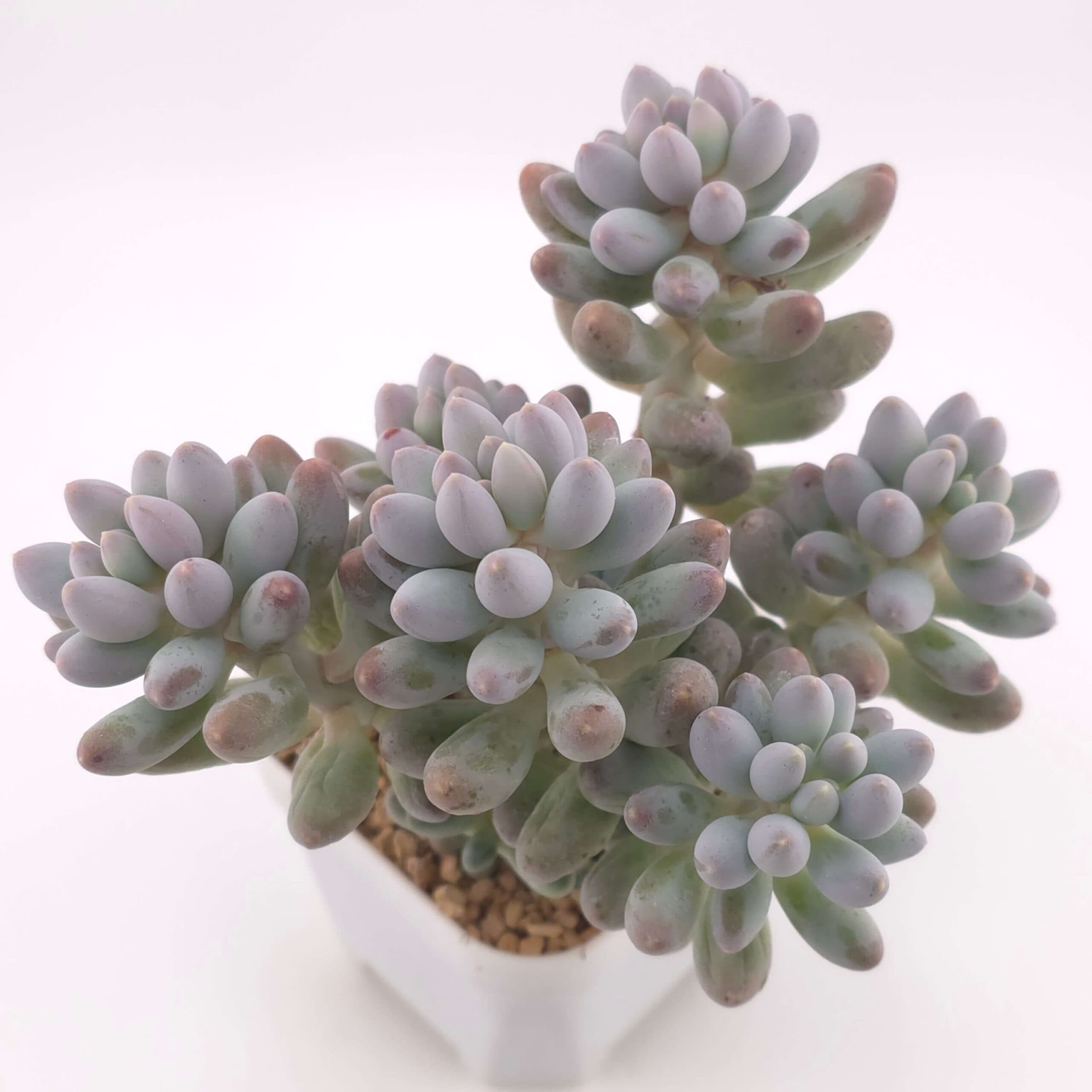 Pachyphytum ‘Machucae’ (Baby Finger) clustering | 嬰兒手指群