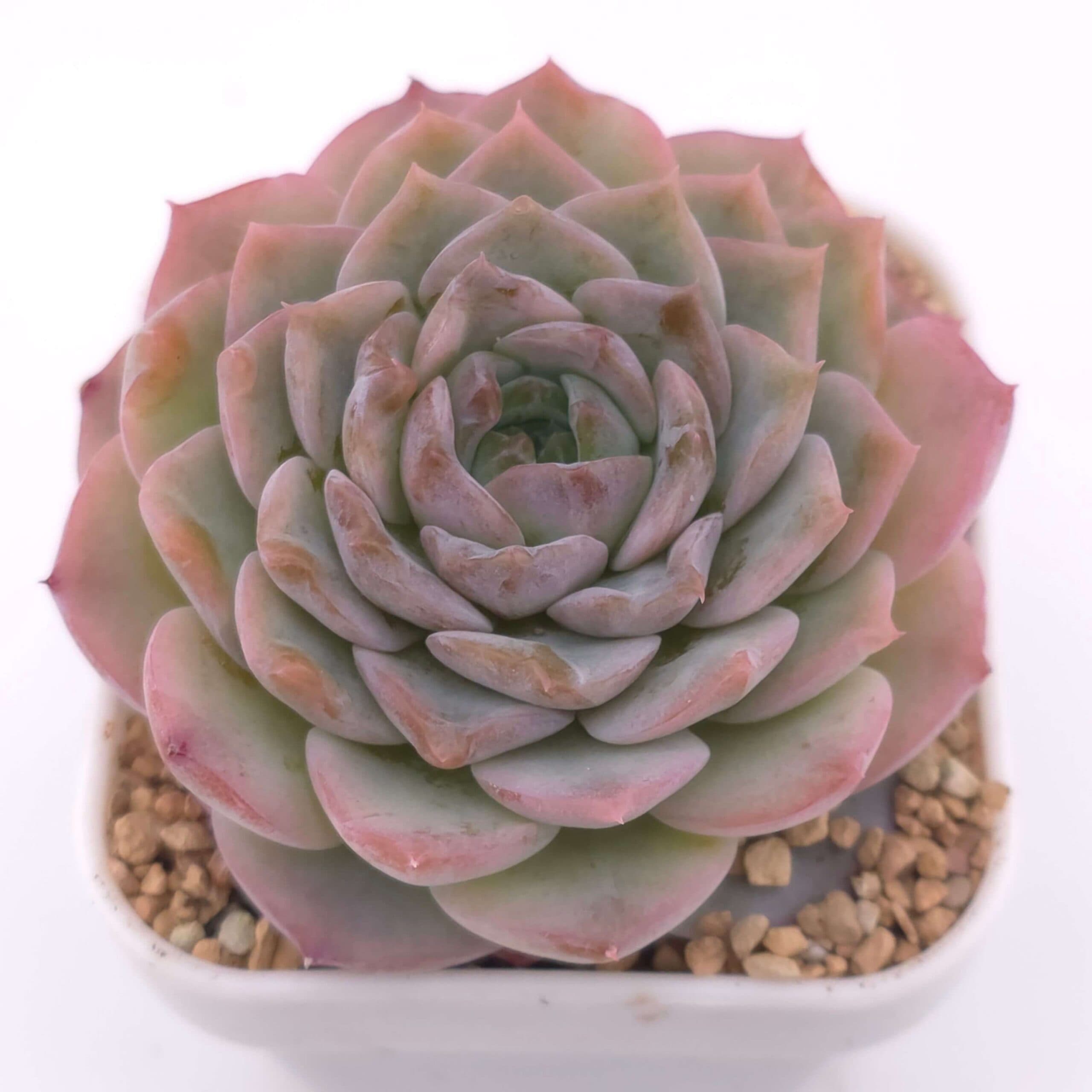 Echeveria 'Amazing Grace' | 恩寵 - View 1