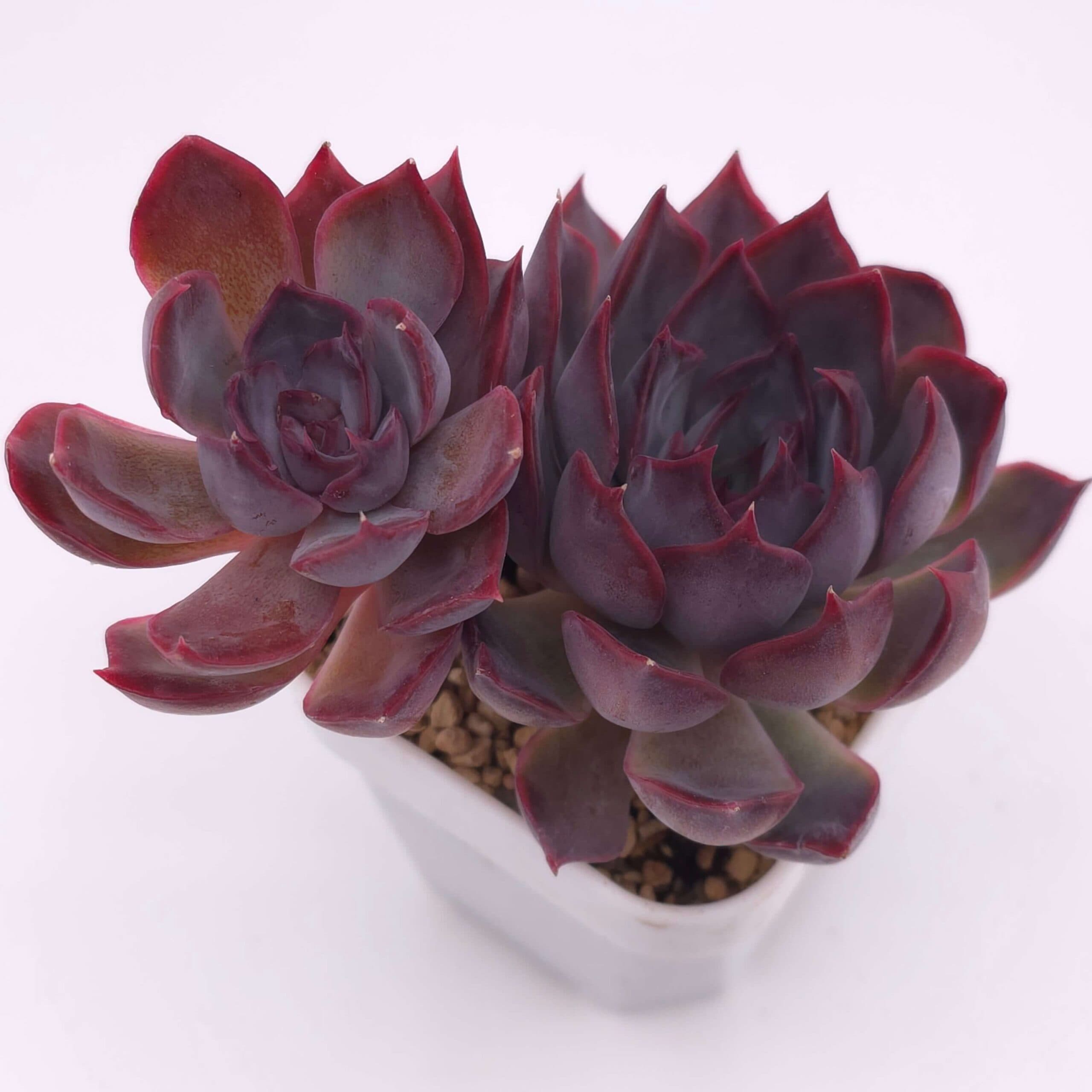 Echeveria 'Dark Ice' double | 暗冰雙 - View 1