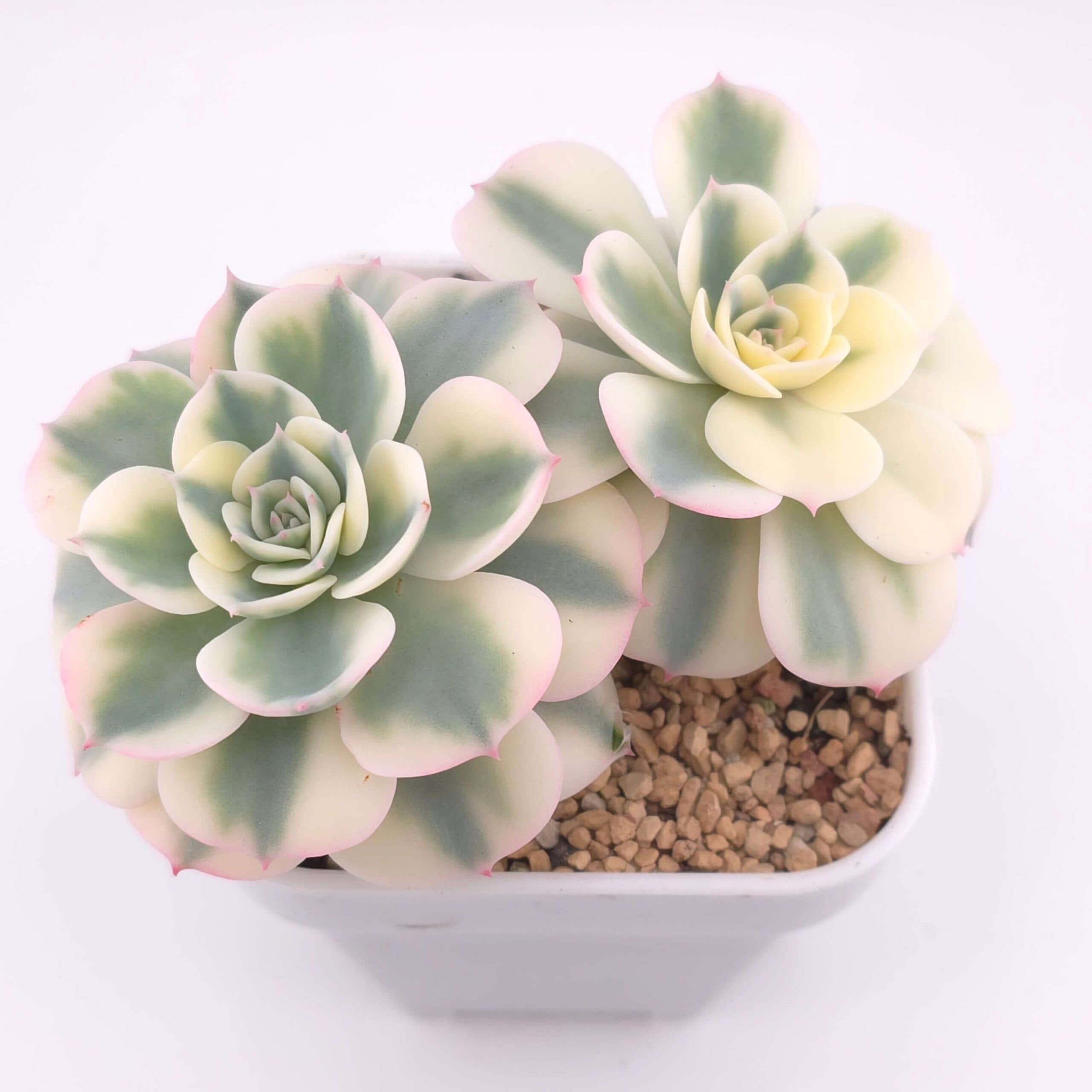 Echeveria 'Lenore Dean / Compton Carousel' variegated double | 玉蝶錦雙 - View 1
