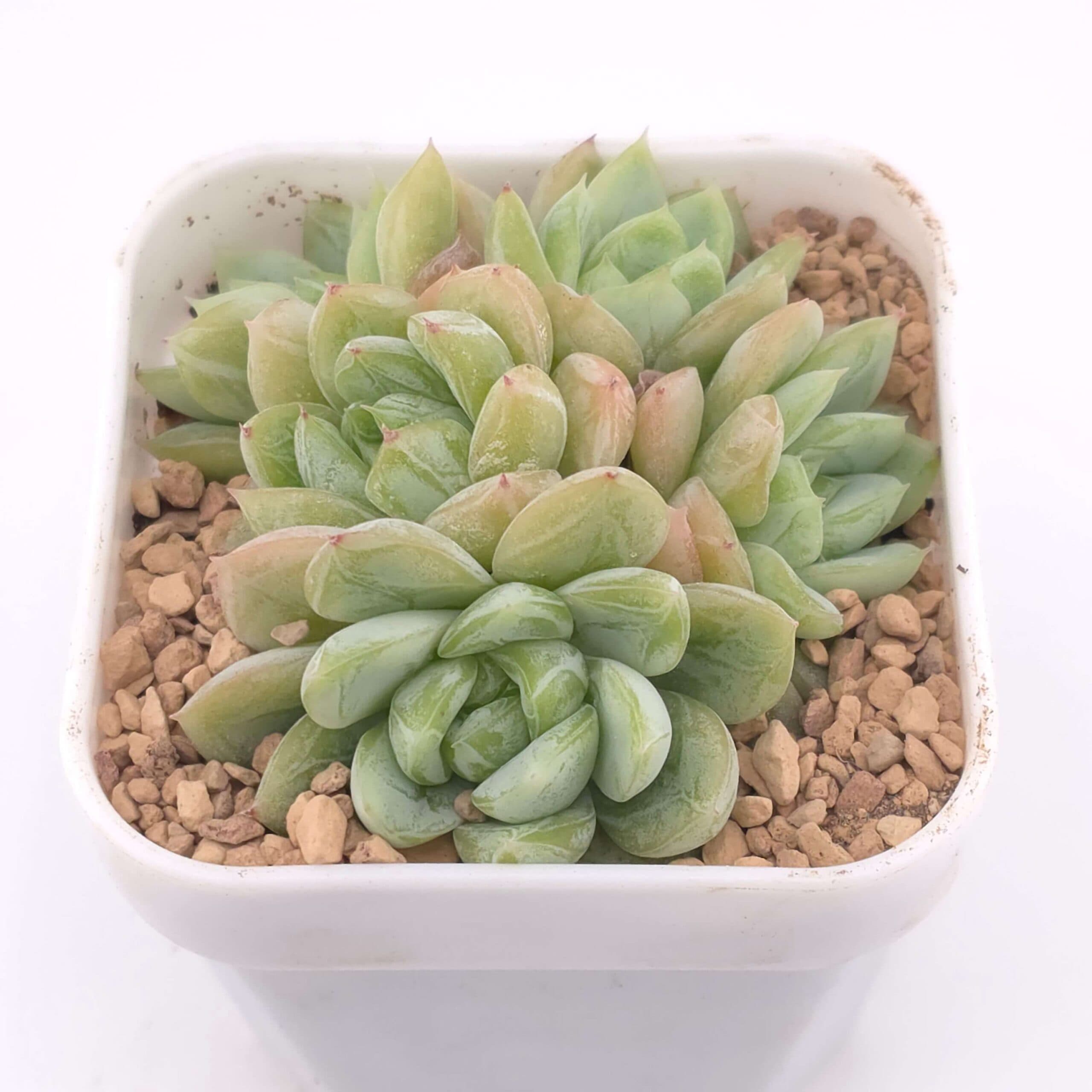Echeveria ‘Elsa’ clustering | 愛爾絲群 - View 1