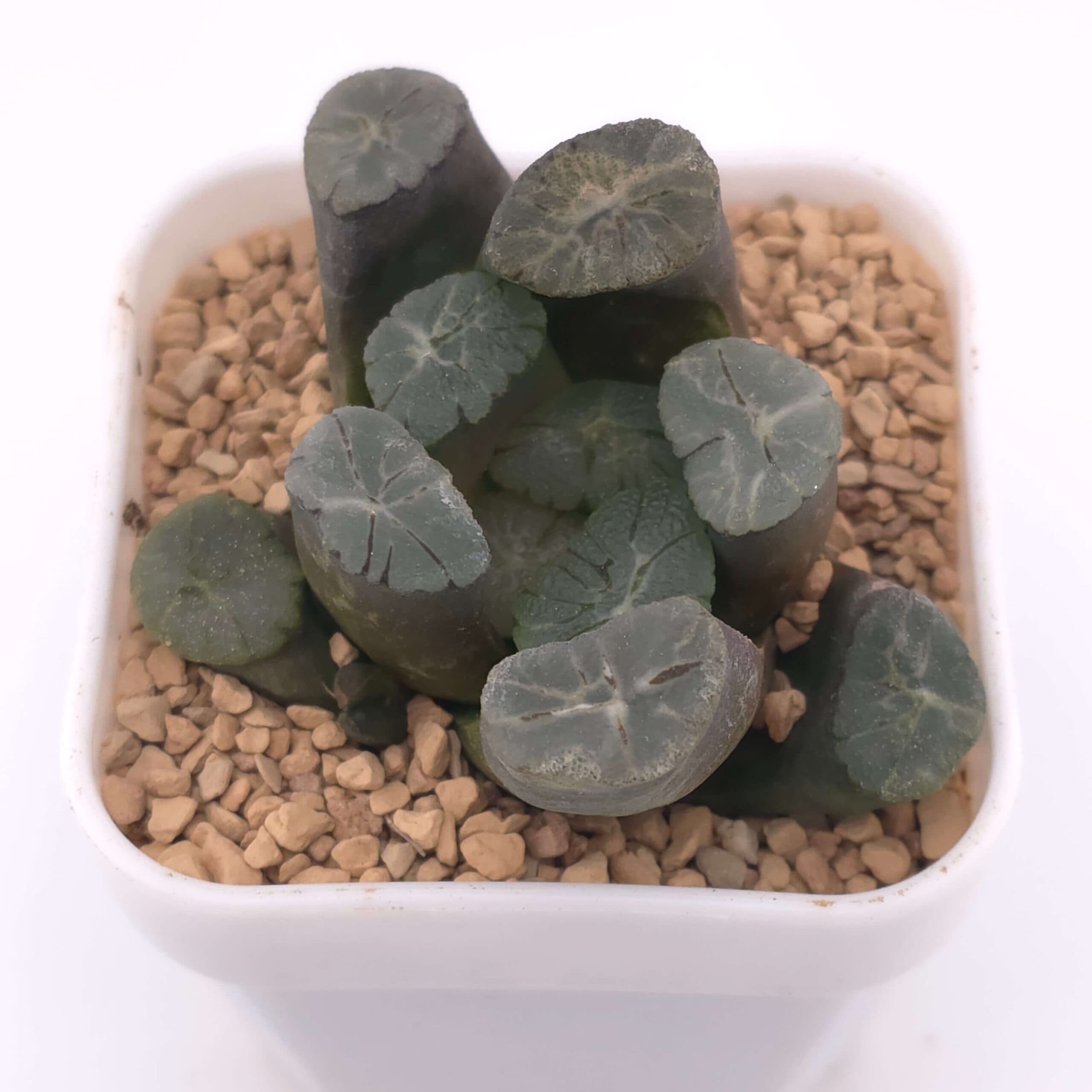 Haworthia maughanii | 萬象 - View 1