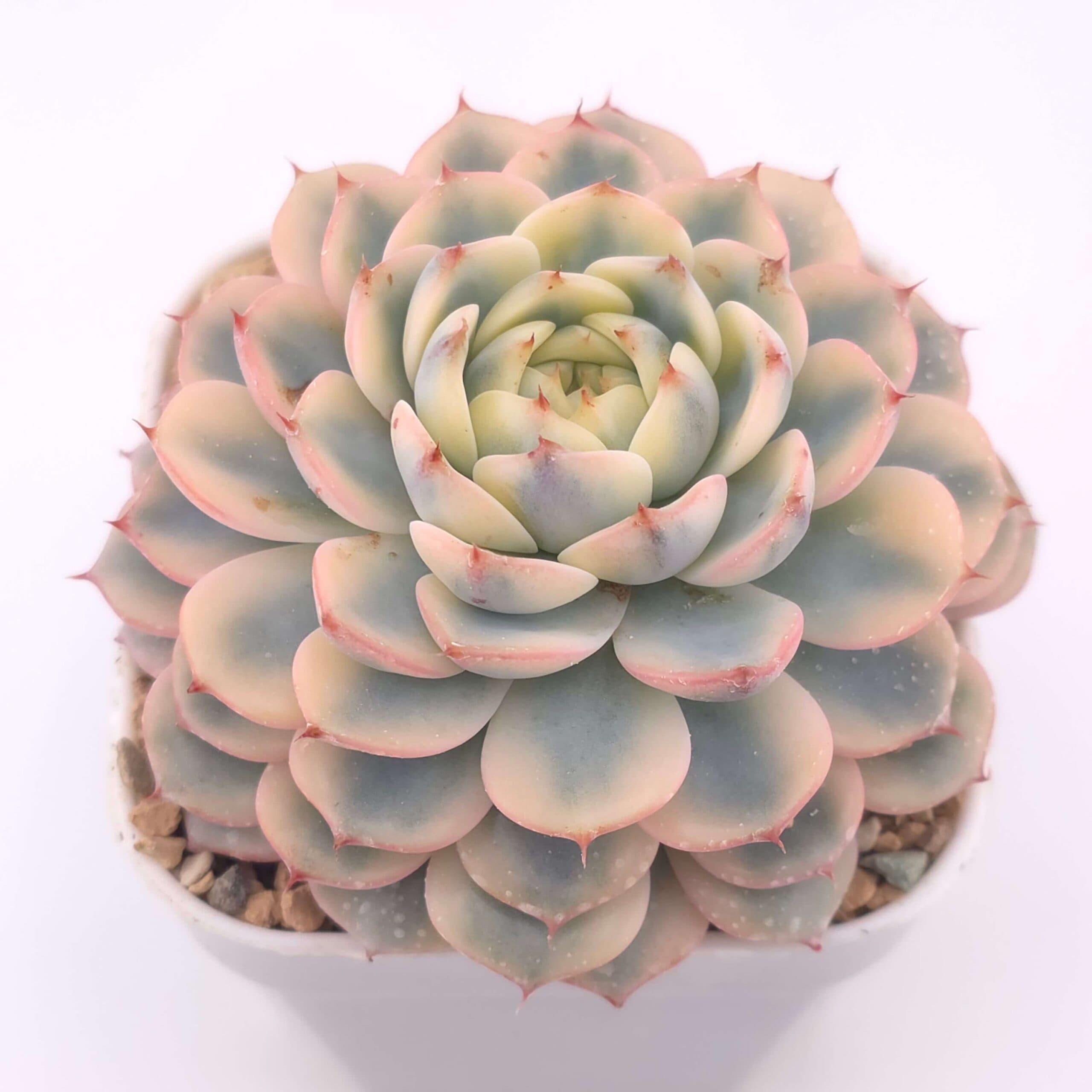 Echeveria 'White Minima' variegated | 白姬蓮錦 - View 1
