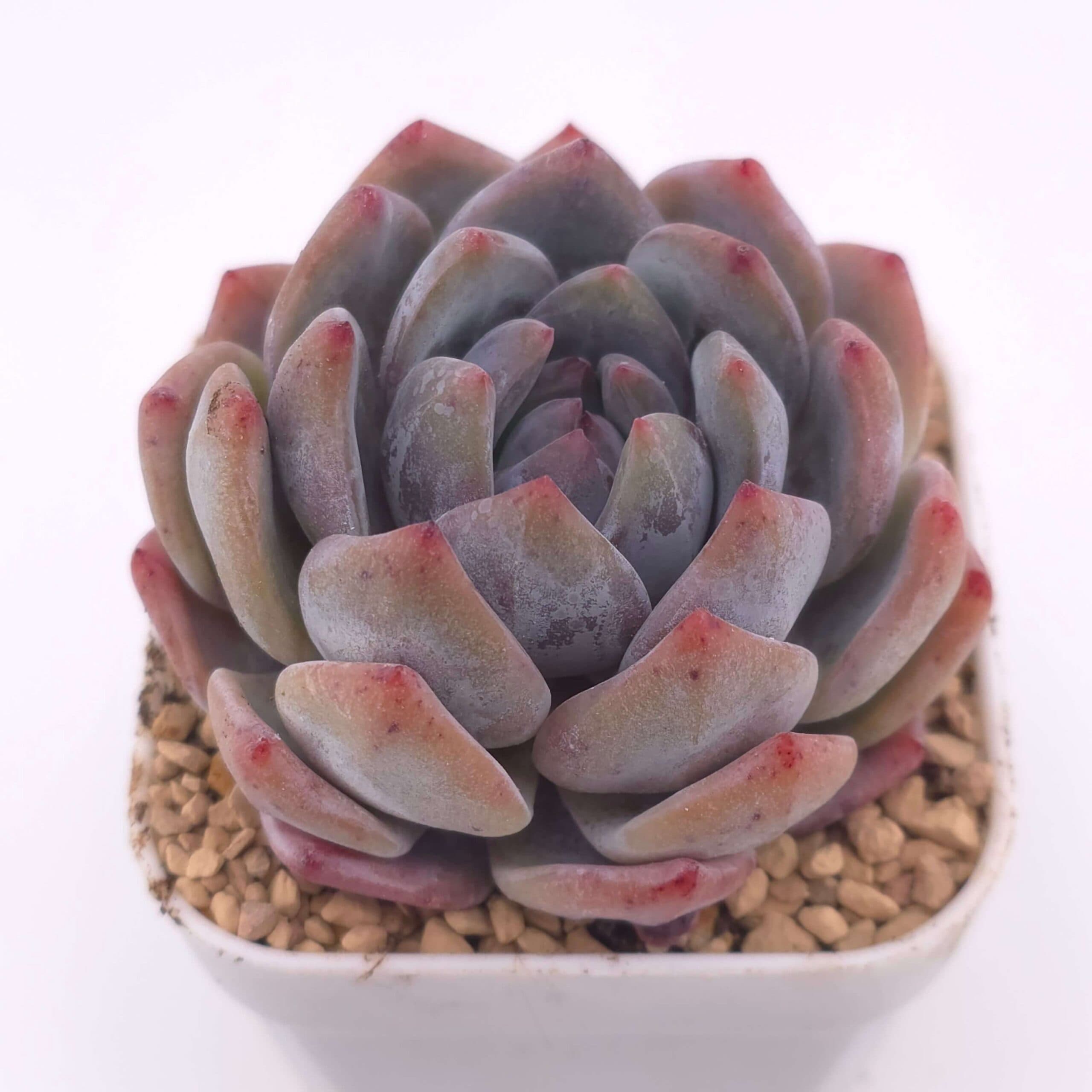 Echeveria 'Monroe' | 夢露 - View 1