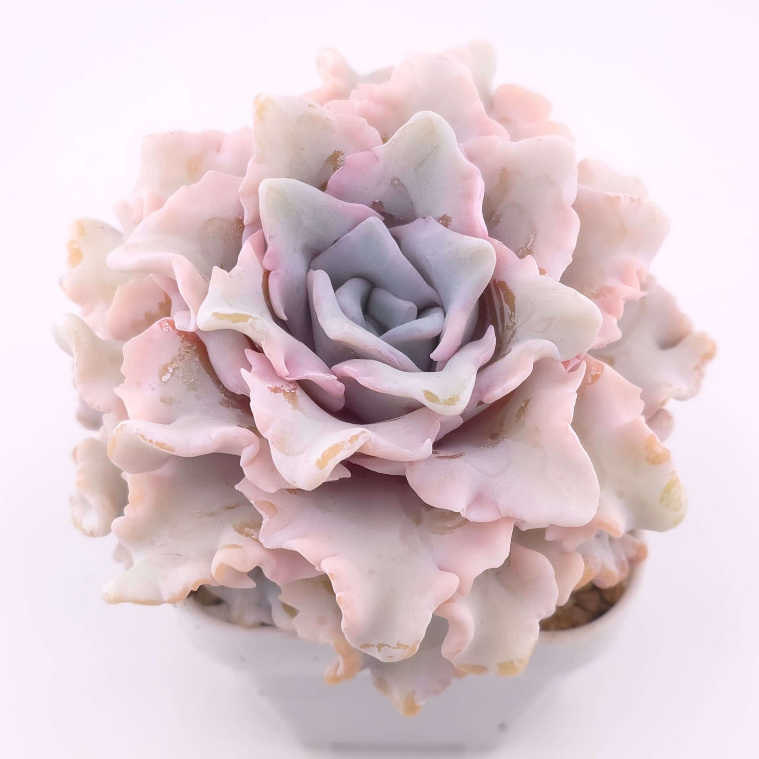 Echeveria 'Crispate Beauty' | 芭蕾舞者 - View 1
