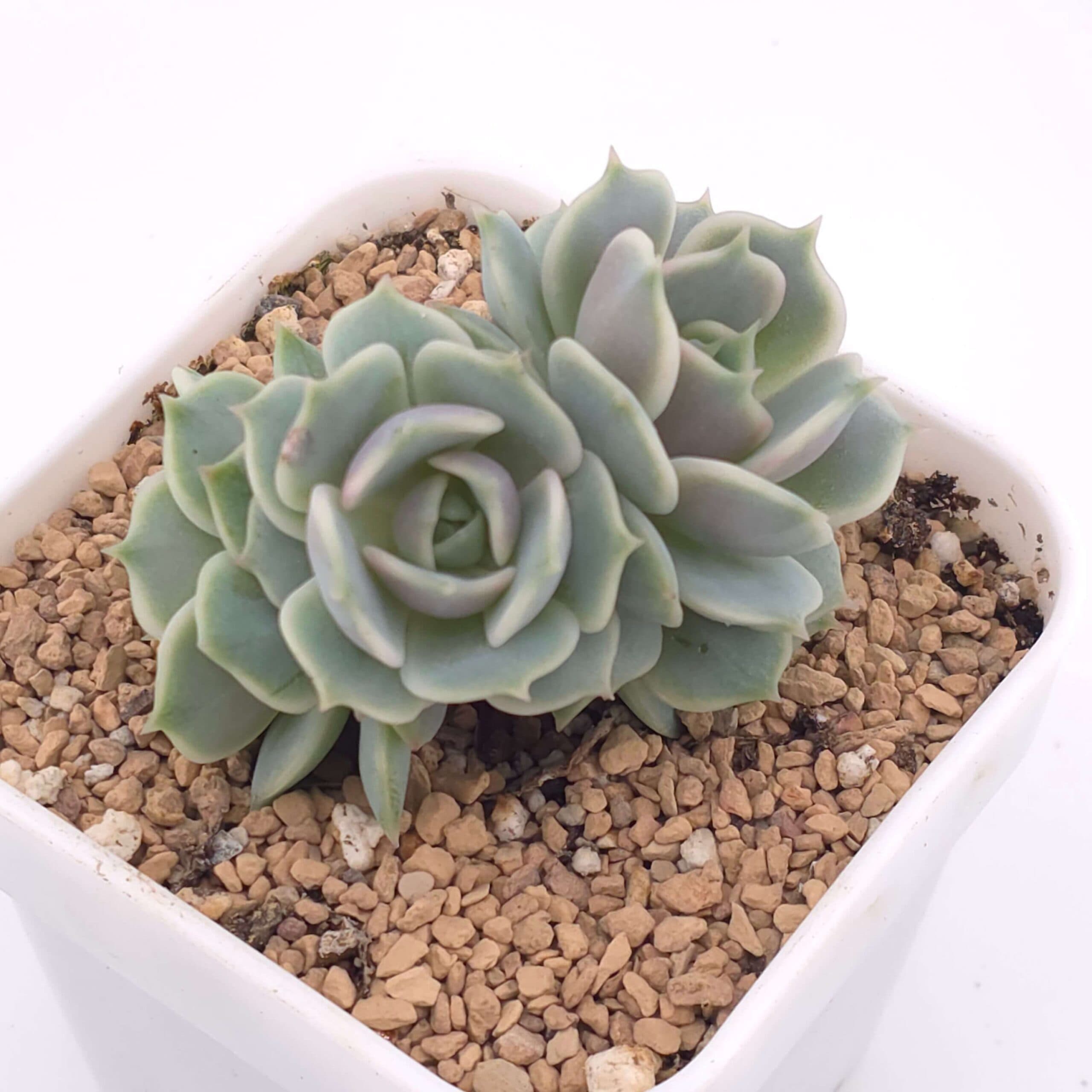Echeveria 'Lola' clustering | 露娜蓮群 - View 1
