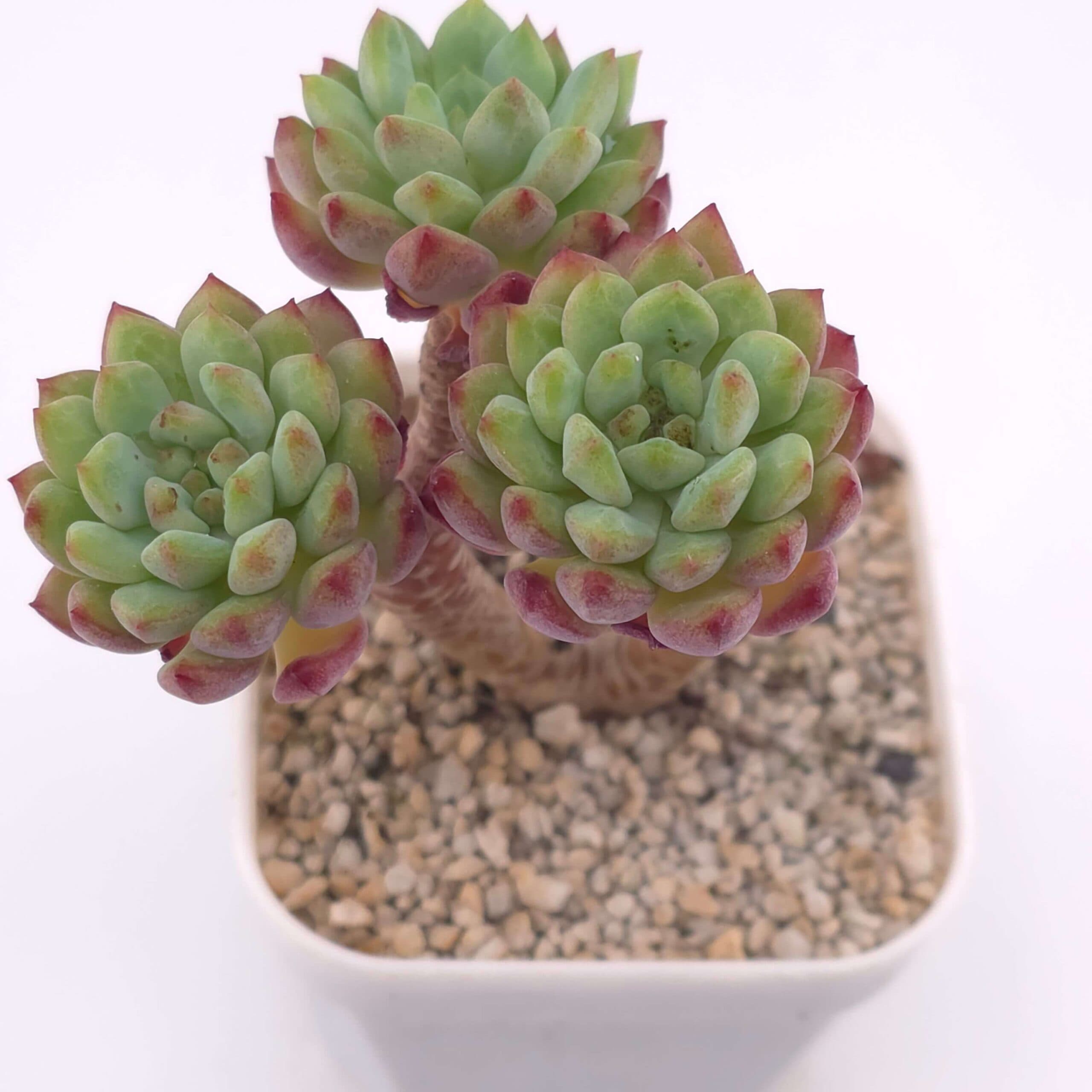 Sedeveria 'Blue Elf' clustering | 藍精靈群