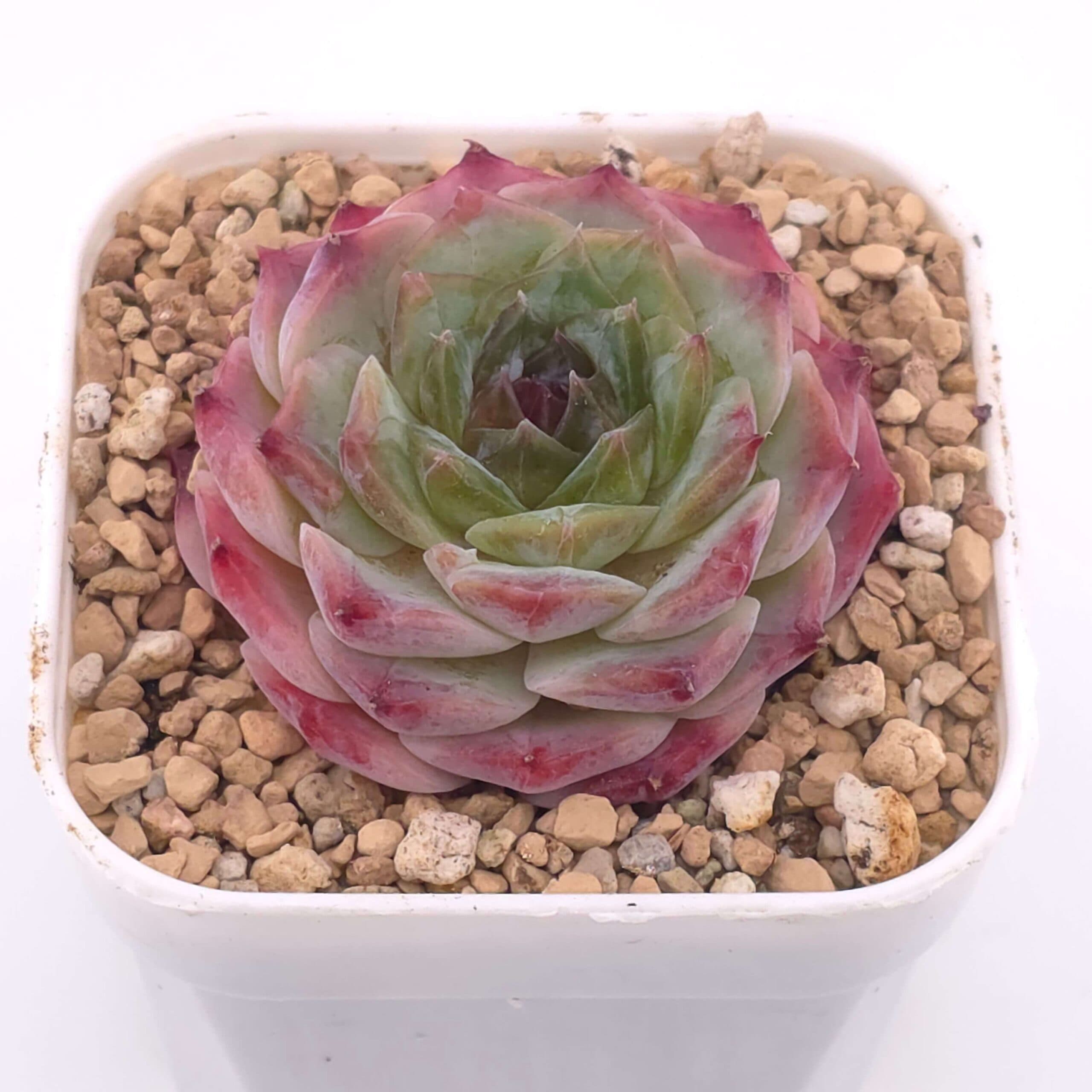 Echeveria 'Albi Fatima' | 阿爾比法蒂瑪 - View 1