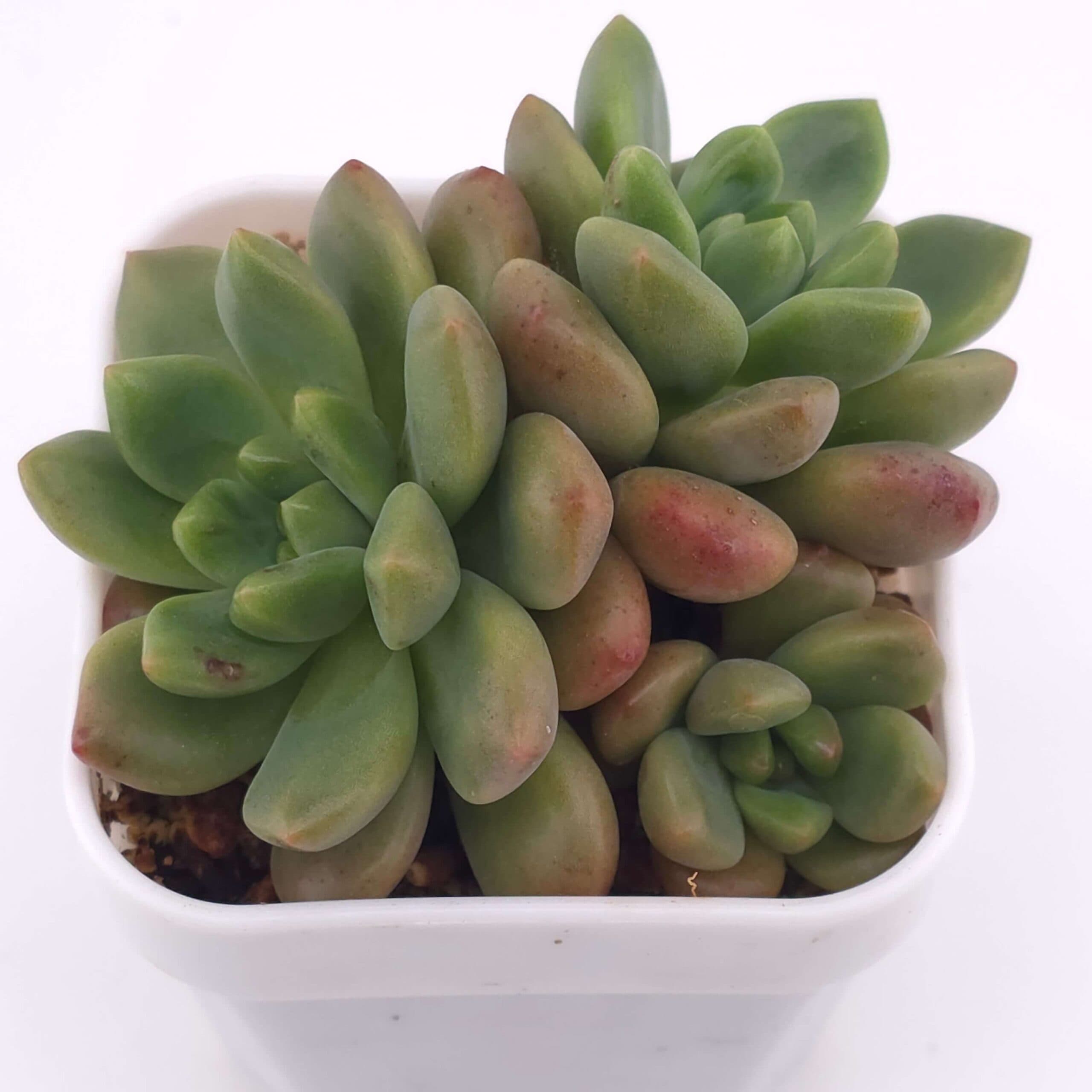 Sedeveria 'shangri-La' | 香格里拉 - View 1